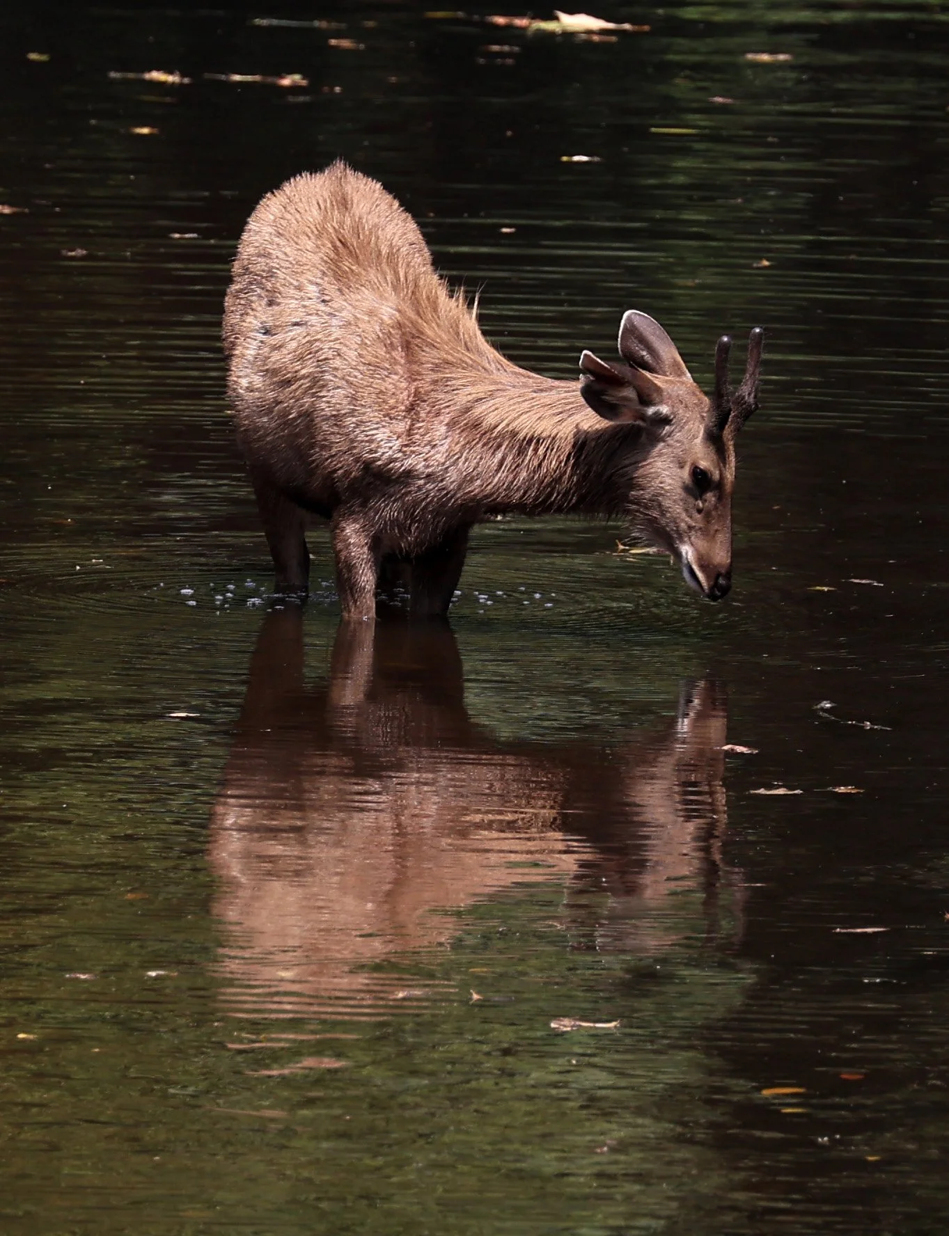 Indochinese Sambar (Rusa unicolor cambojensis) Khao Yai National Park, Thailand