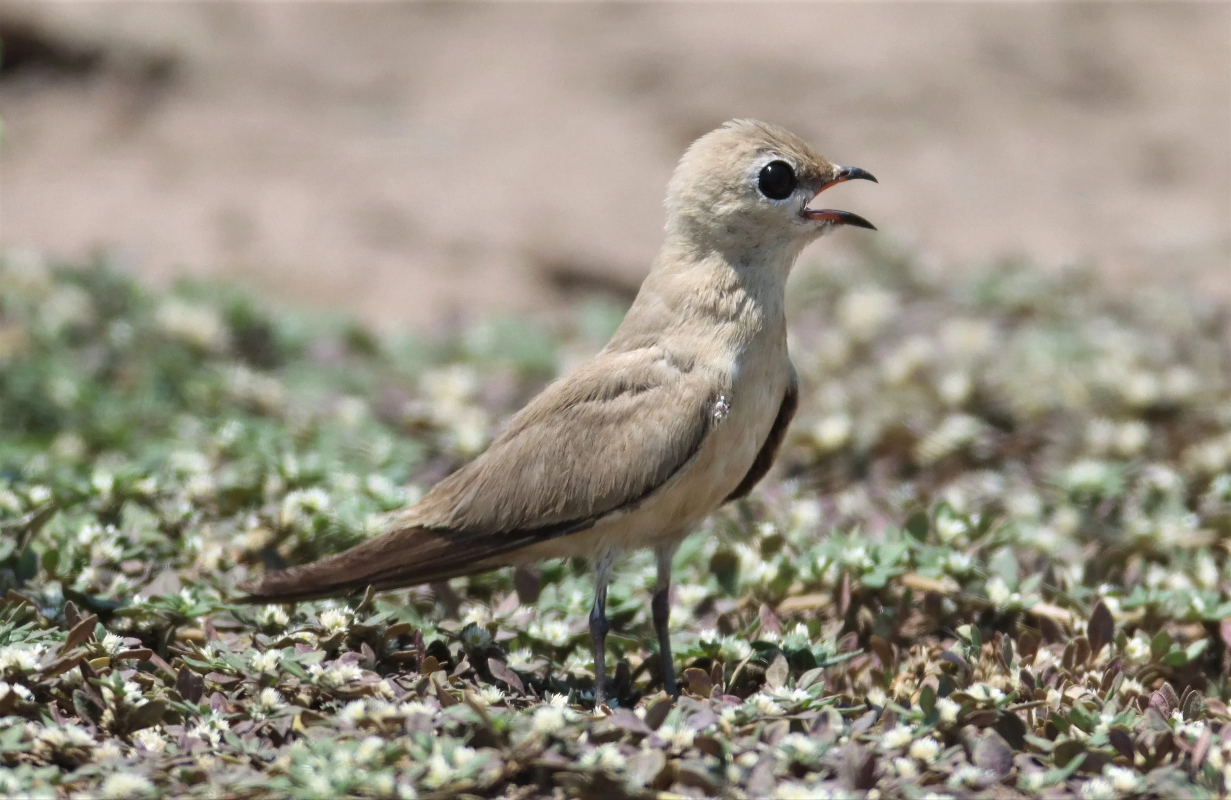 PRATINCOLE - SMALL PRATINCOLE - Glareola lactea - BANG KHAEM WETLANDS NAKHON PATHOM (34).jpg