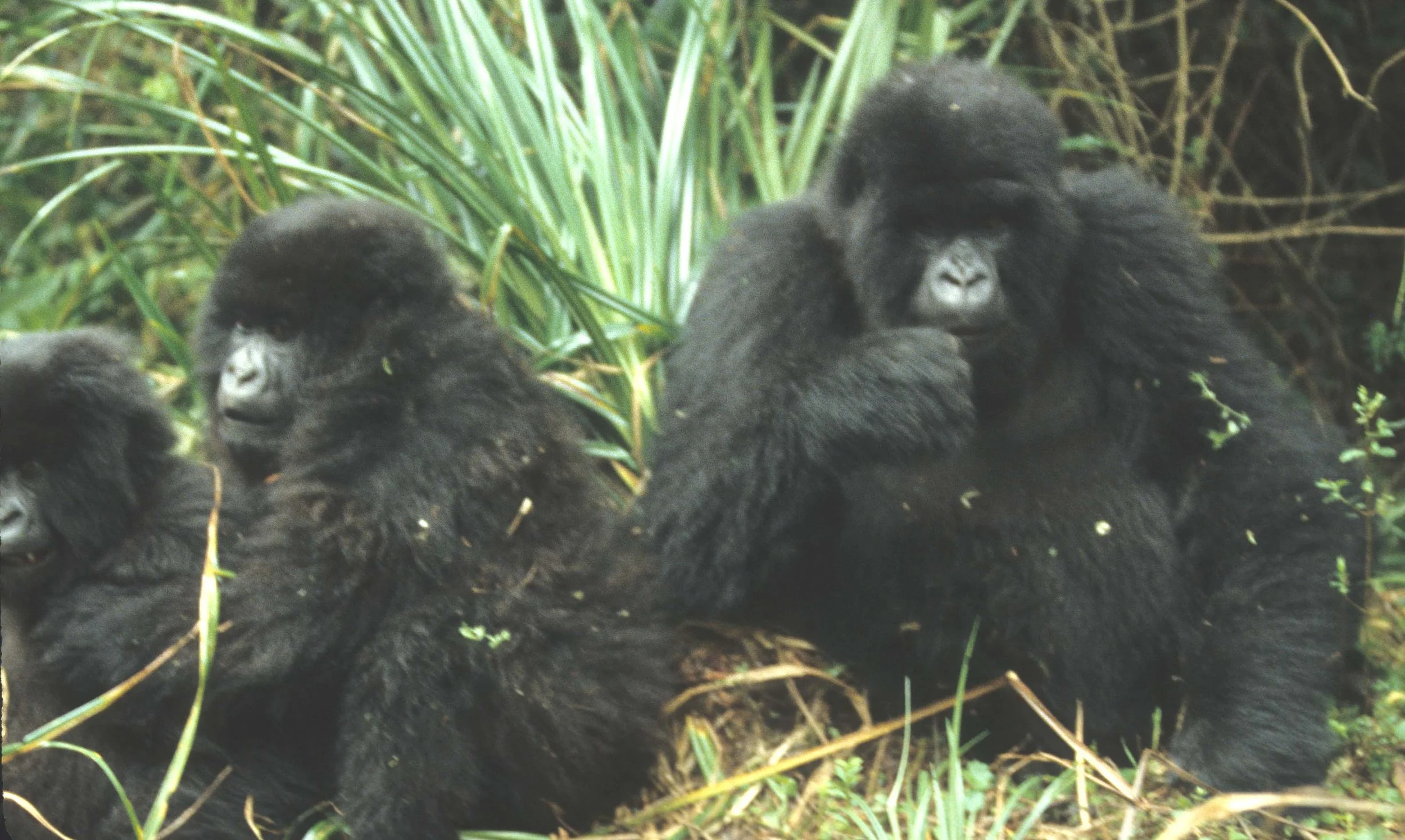 PRIMATE - GORILLA-RWANDA PARC DU VULCANS (20).jpg