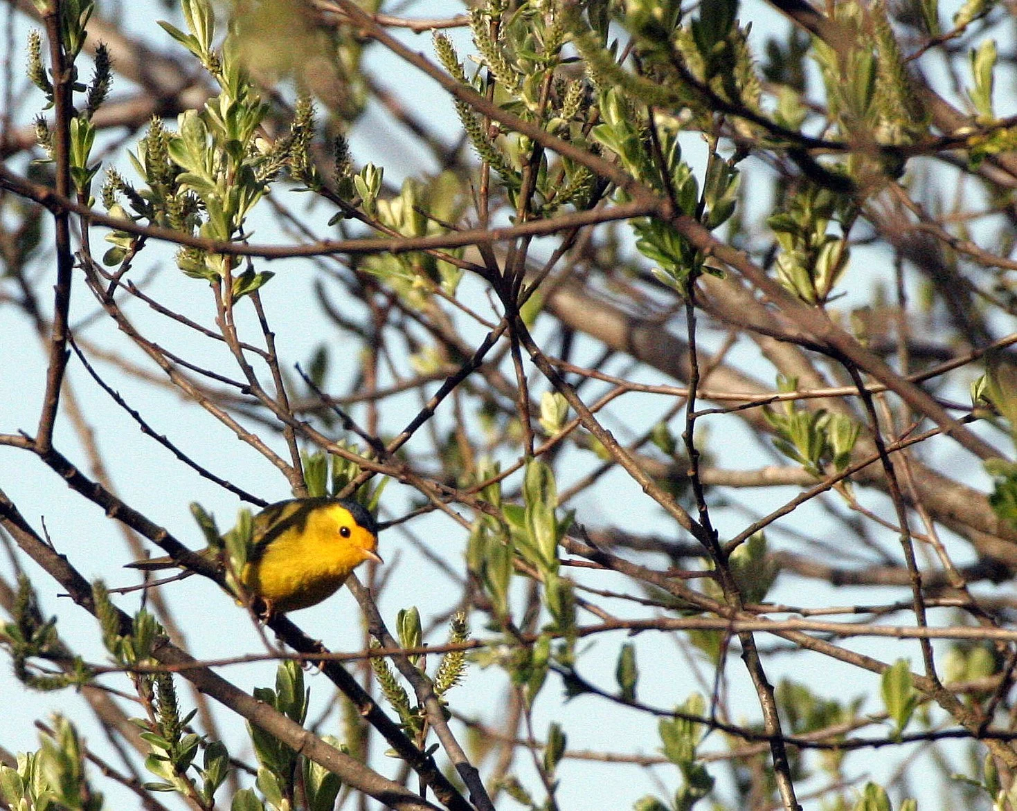 BIRD - WARBLER - WILSON'S WARBLER - LAKE FARM WOODS WA (3).JPG