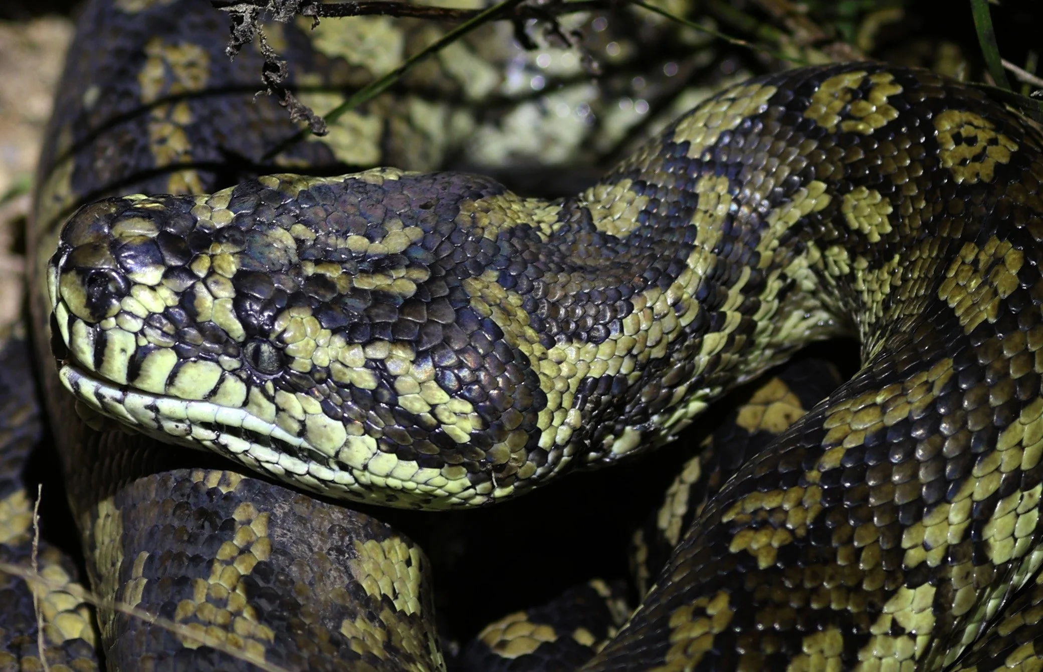 Carpet Python (Morelia spilota) Mount Hypipamee Crater NP & Vicinity - Queensland (6).jpg