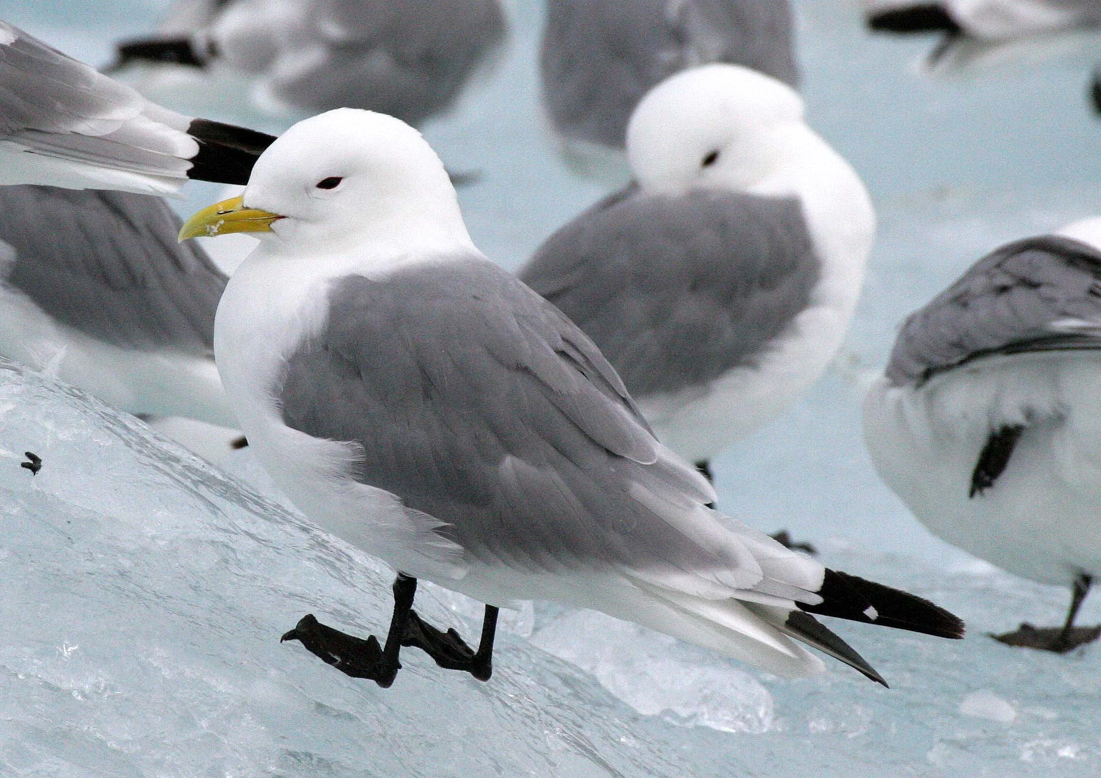 BIRD - KITTIWAKE - BLACK-LEGGED - SVALBARD (43).jpg