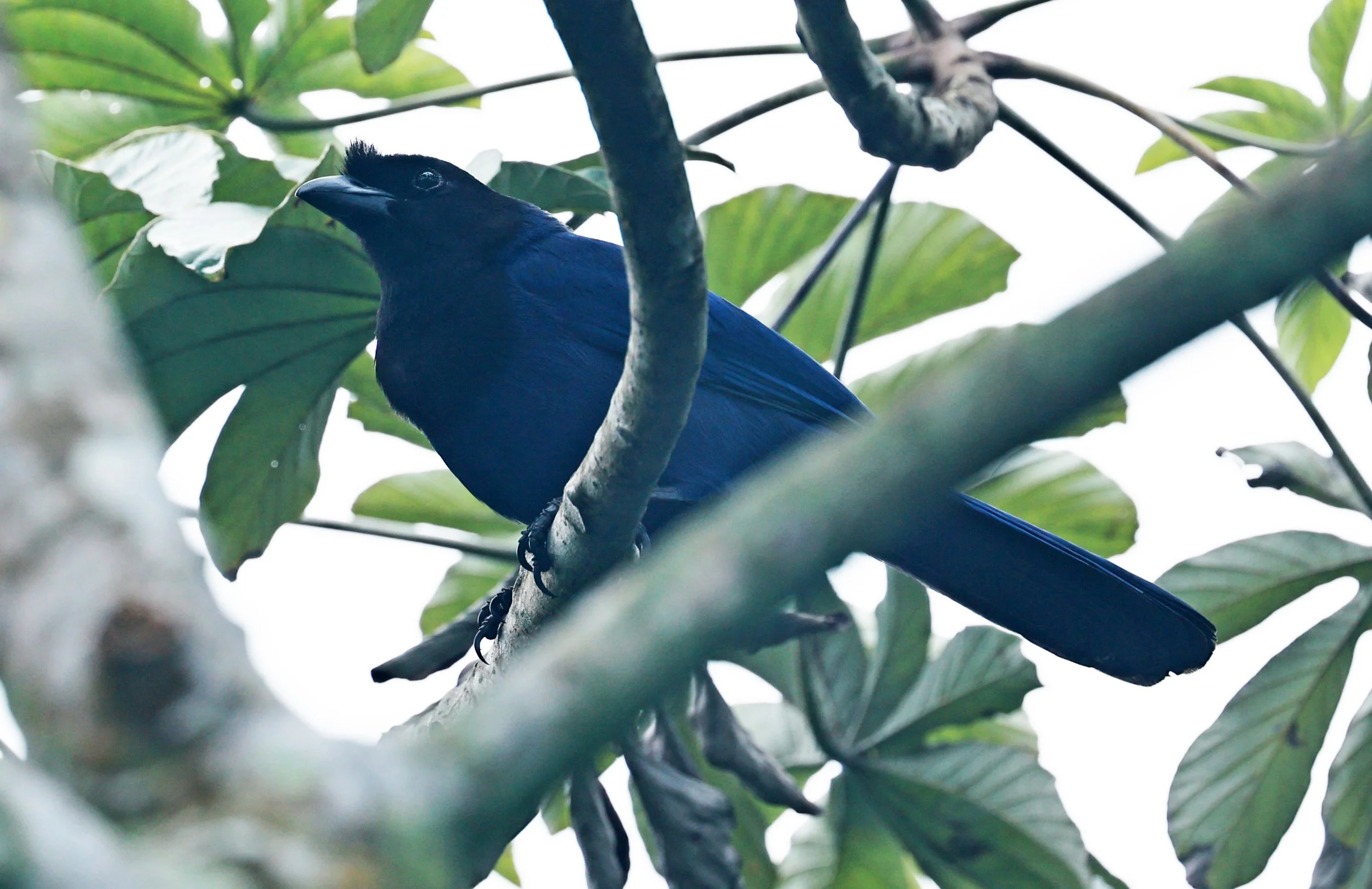 Azure Jay (Cyanocorax caeruleus) Superagui National Park, Brazil (7).jpg