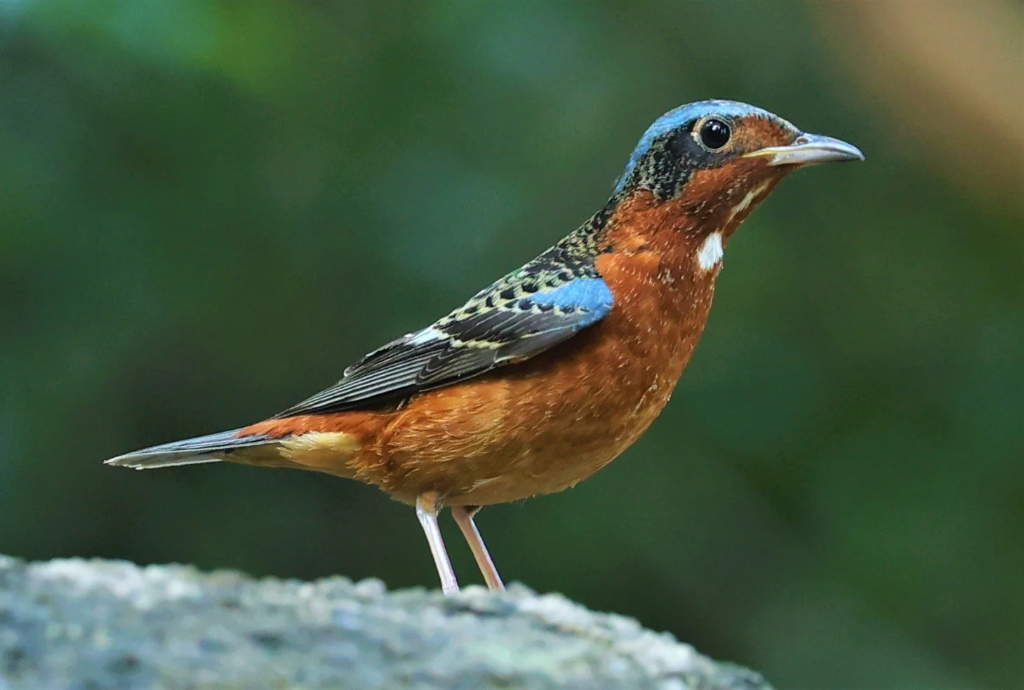 ROCK-THRUSH - WHITE-THROATED ROCK-THRUSH - Monticola gularis - WAT THAM PRATHUM CHONBURI JAN 30 2022 (105).jpg