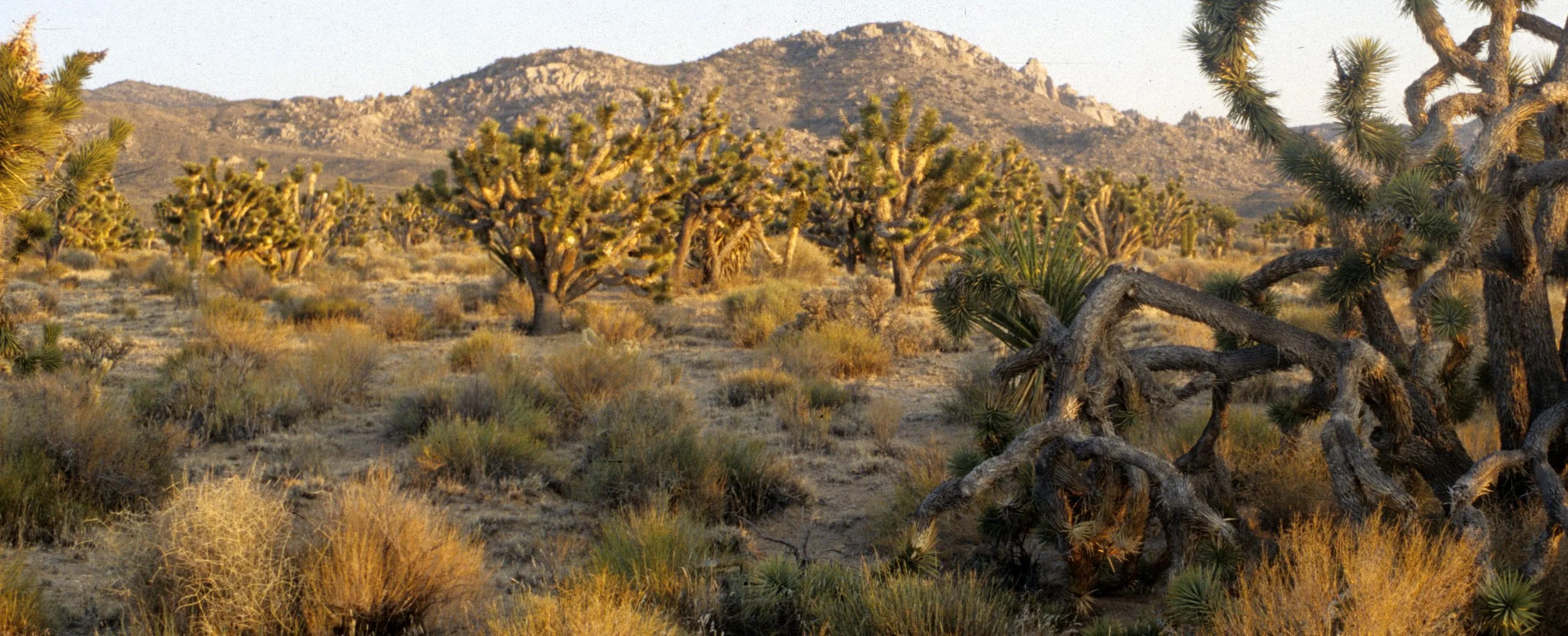 MOJAVE - YUCCA WOODLAND CAMPSITE A1.jpg