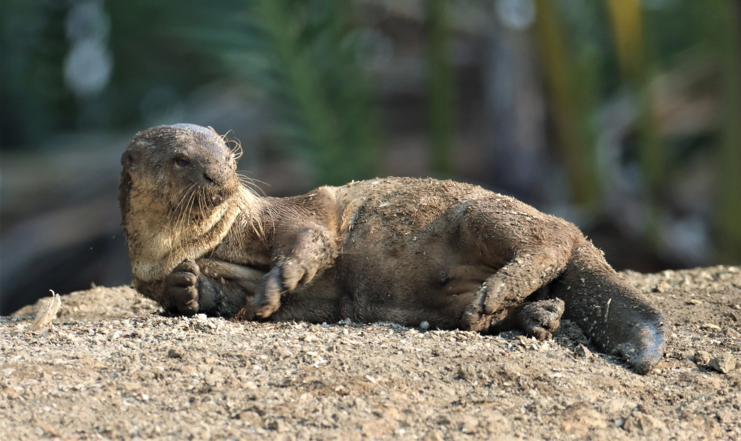 Lutrogale perspicillata perspicullata - SMOOTH-COATED OTTER - NAKLUA BRIDGE - BAAN KLONG SUAN (175).jpg