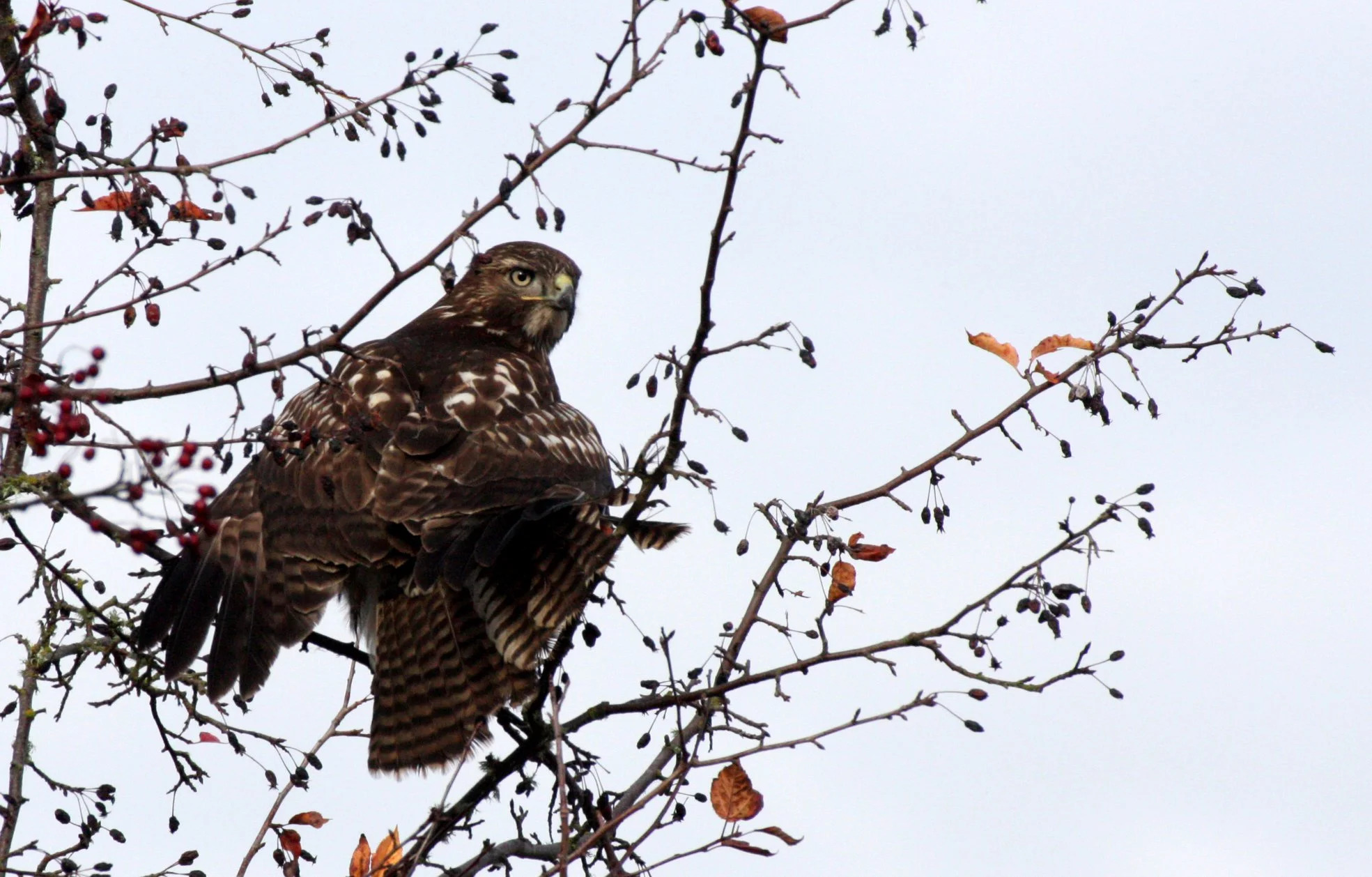 Buteo jamaicensis - RED-TAILED HAWK - JAMESTOWN WA (18).JPG