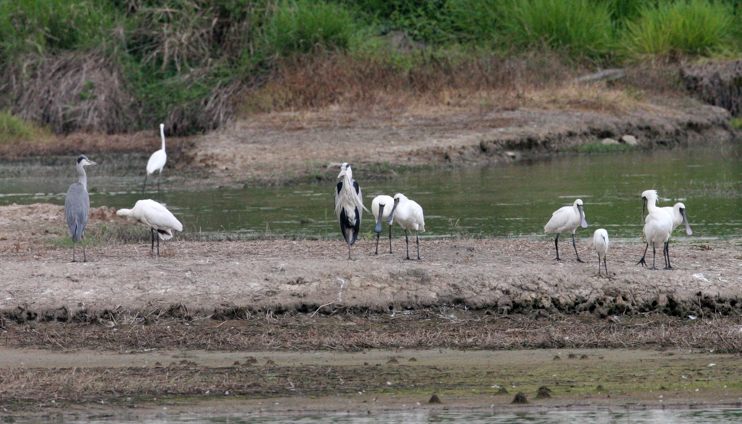 SPOONBILL - BLACK-FACED SPOONBILL - Platalea minor - MAI PO WETLANDS HONG KONG (48).JPG