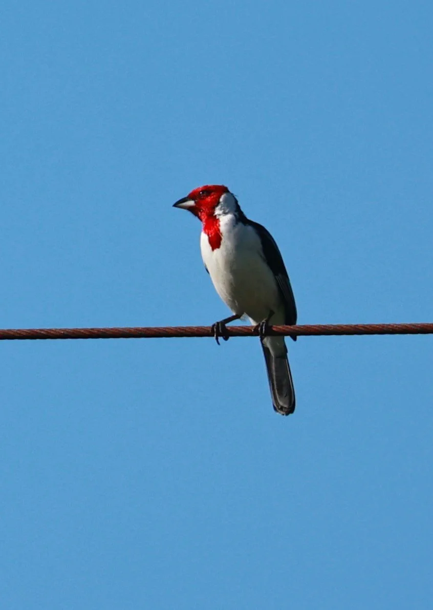Cardinal - Red-cowled Cardinal - Paroaria dominicana - Illeus, Bahia Brazil, Una Township Area (2).JPG