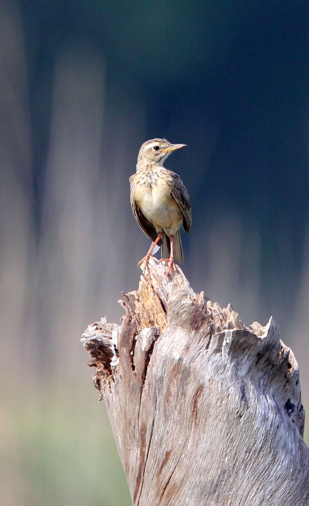Paddyfield Pipit (Anthus rufulus) NAKHON SI THAMMARAT Thailand (2).JPG