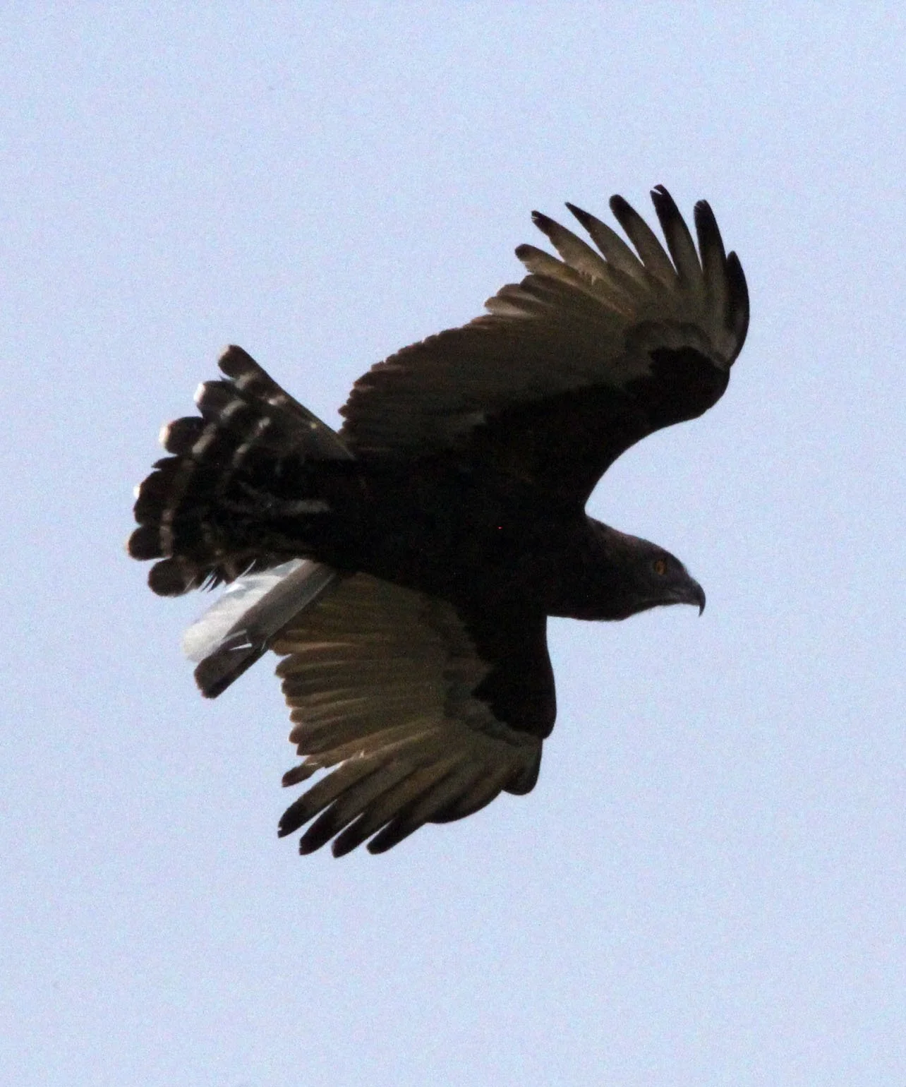 Circaetus cinereus - BROWN SNAKE EAGLE - QUEEN ELIZABETH NATIONAL PARK UGANDA (25).JPG