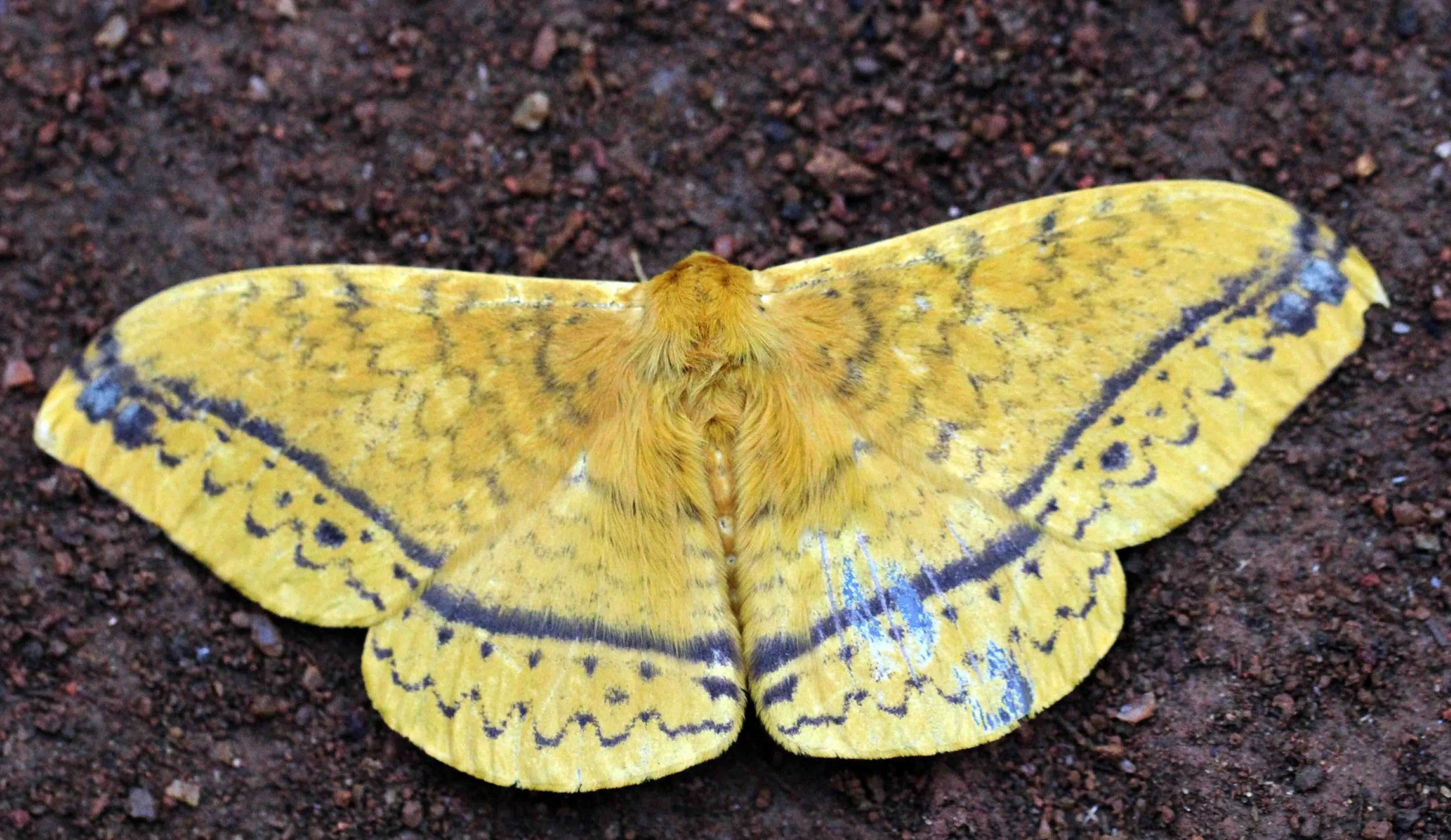 Saturniidae - Unidentified Species - Sinharaja, Sri Lanka 