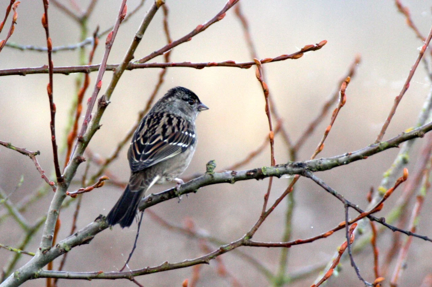 White-crowned Sparrow (Zonotrichia leucophrys) Sequim Dungeness Wetlands Olympic Peninsula (7).JPG