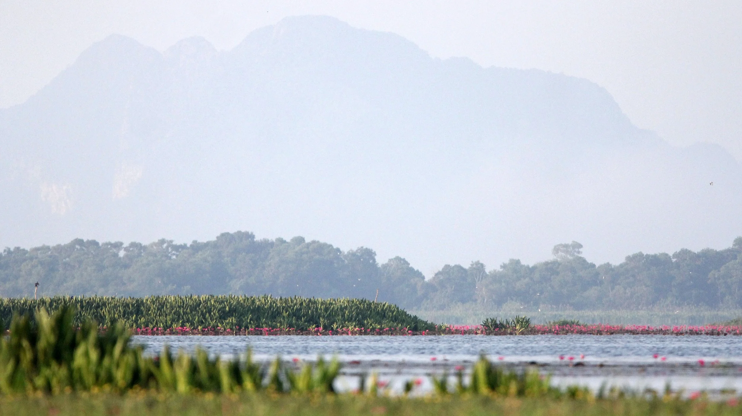2018 Thale Noi Bird Sanctuary Patthalung (38).JPG