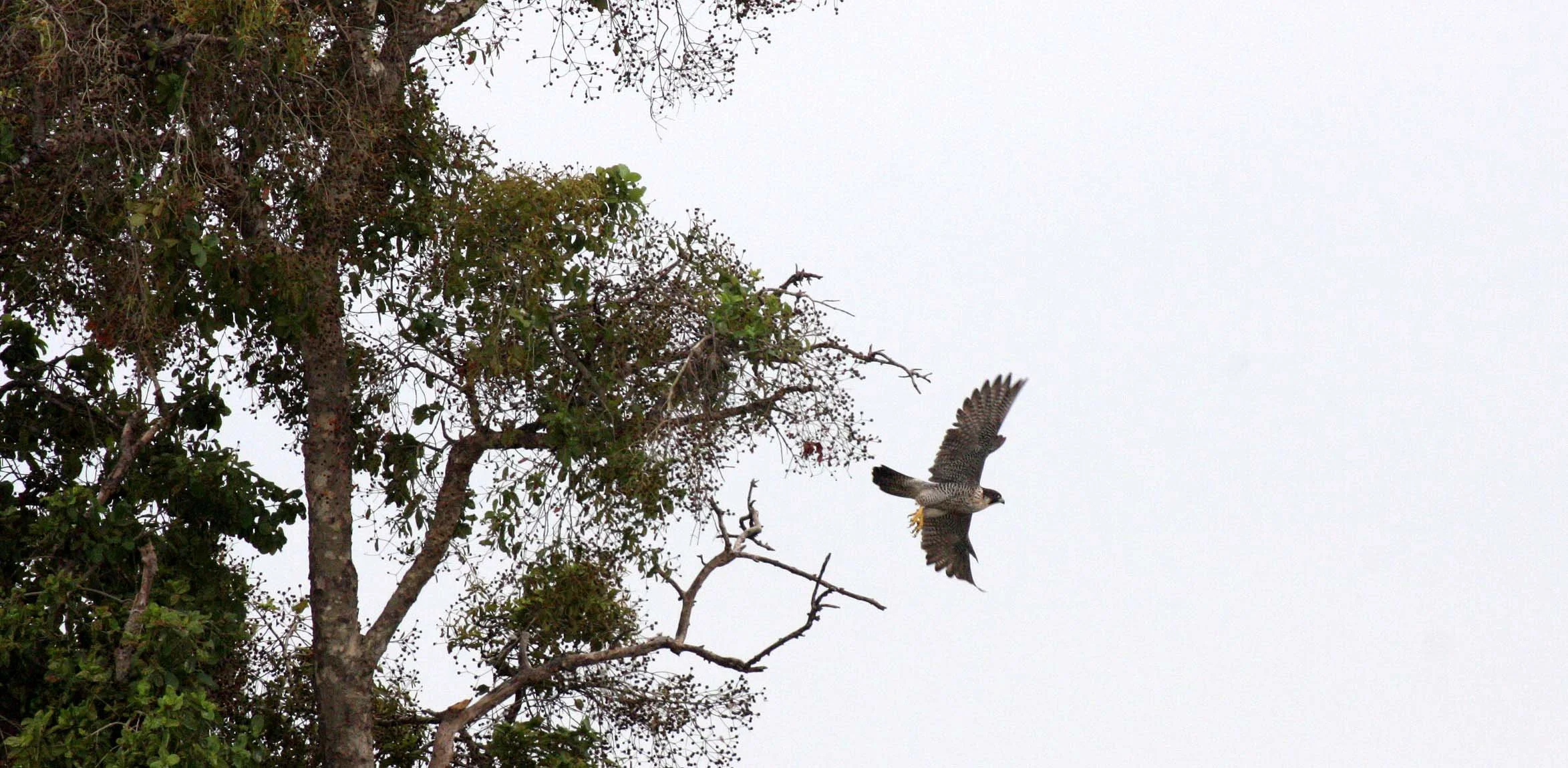 Falco peregrinus peregrinator - INDIAN PEREGRINE FALCON - BUENG BORAPHET THAILAND - CHRISTMAS IN THAILAND TRIP 2008 (19).JPG