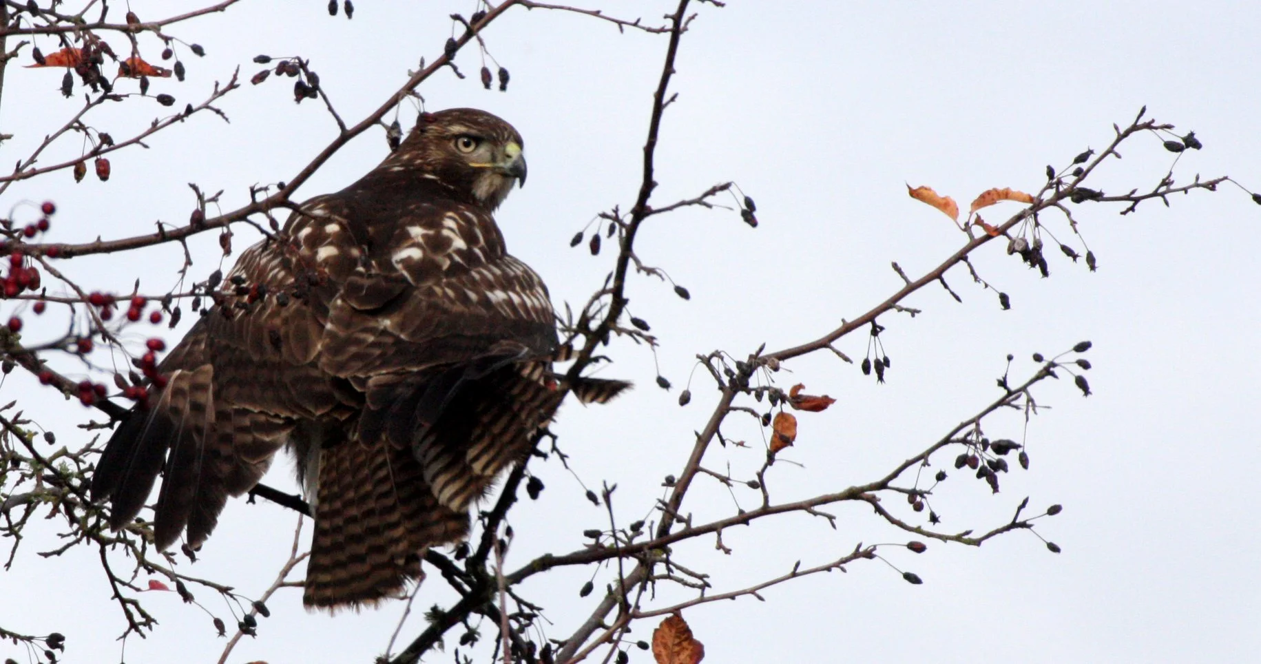 BIRD - HAWK - RED-TAILED HAWK - JAMESTOWN WA (18).JPG