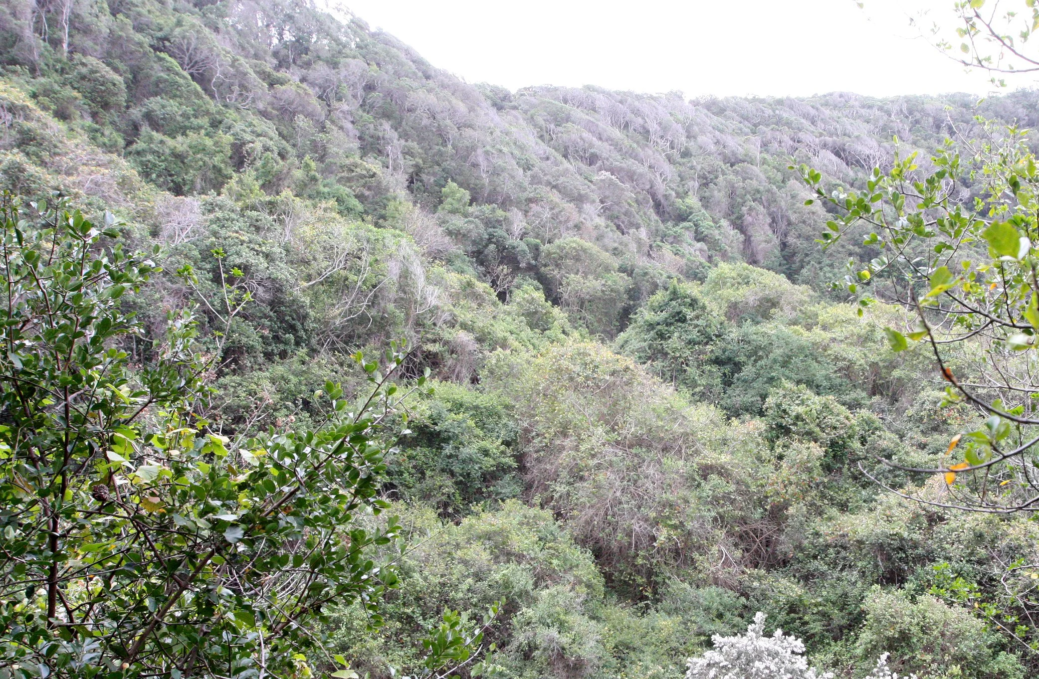 TSITSIKAMMA NATIONAL PARK SOUTH AFRICA - COASTAL WOODLAND COMMUNITY (2).JPG