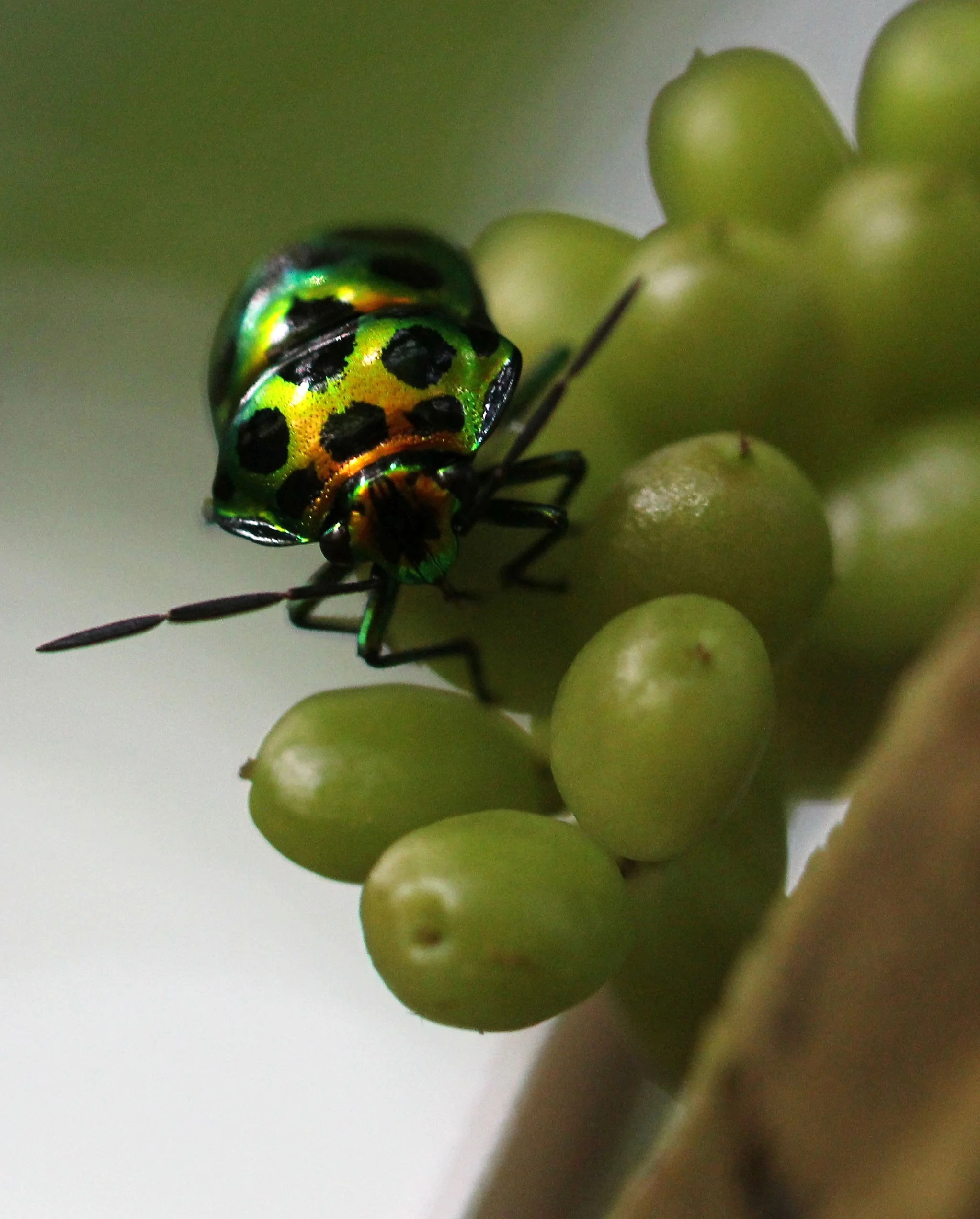 Chrysocoris stollii - Koh Lanta, Thailand (7).JPG