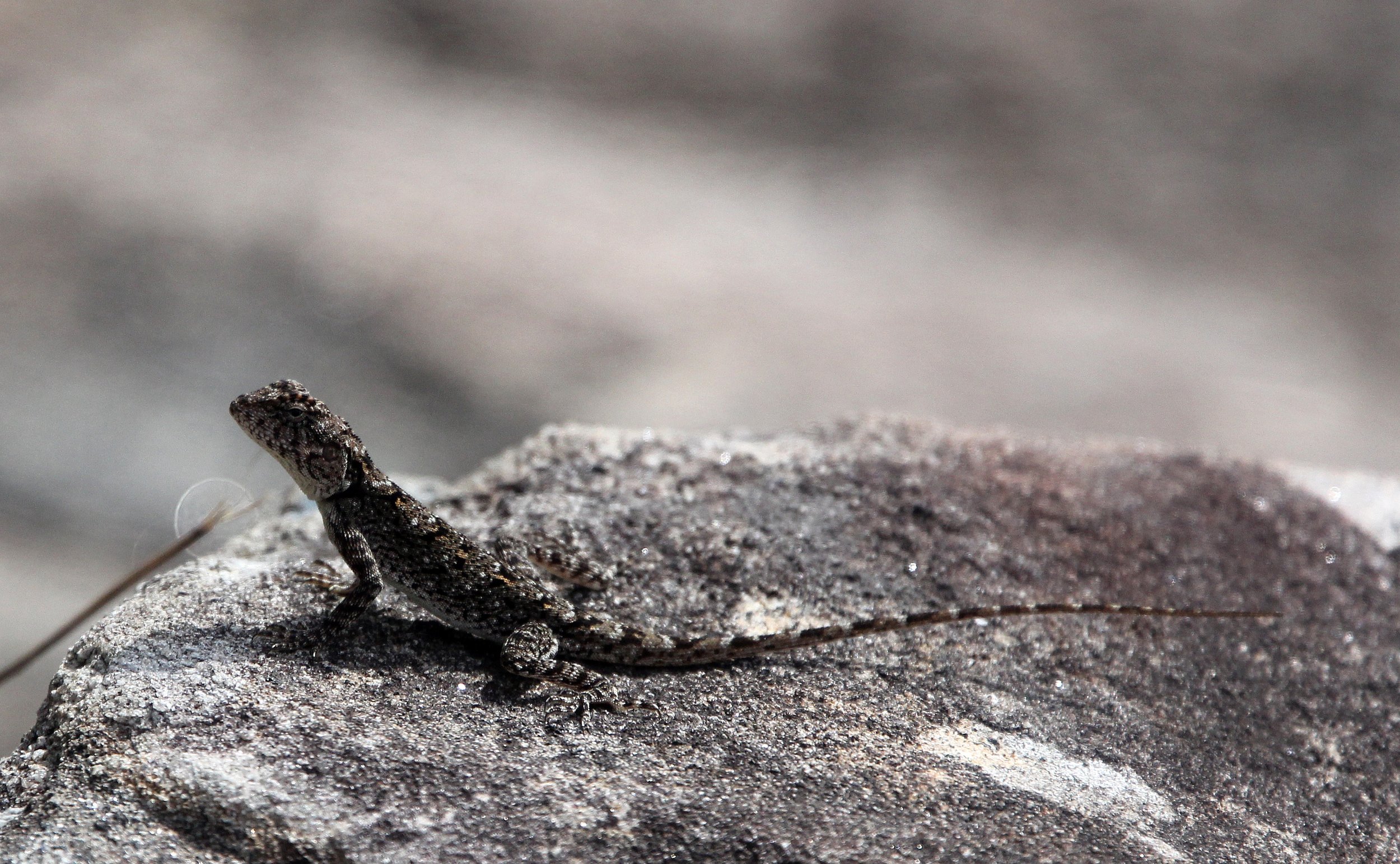 Peninsular or South Indian Rock Agama (Psammophilus dorsalis) Tamil Nadu, India