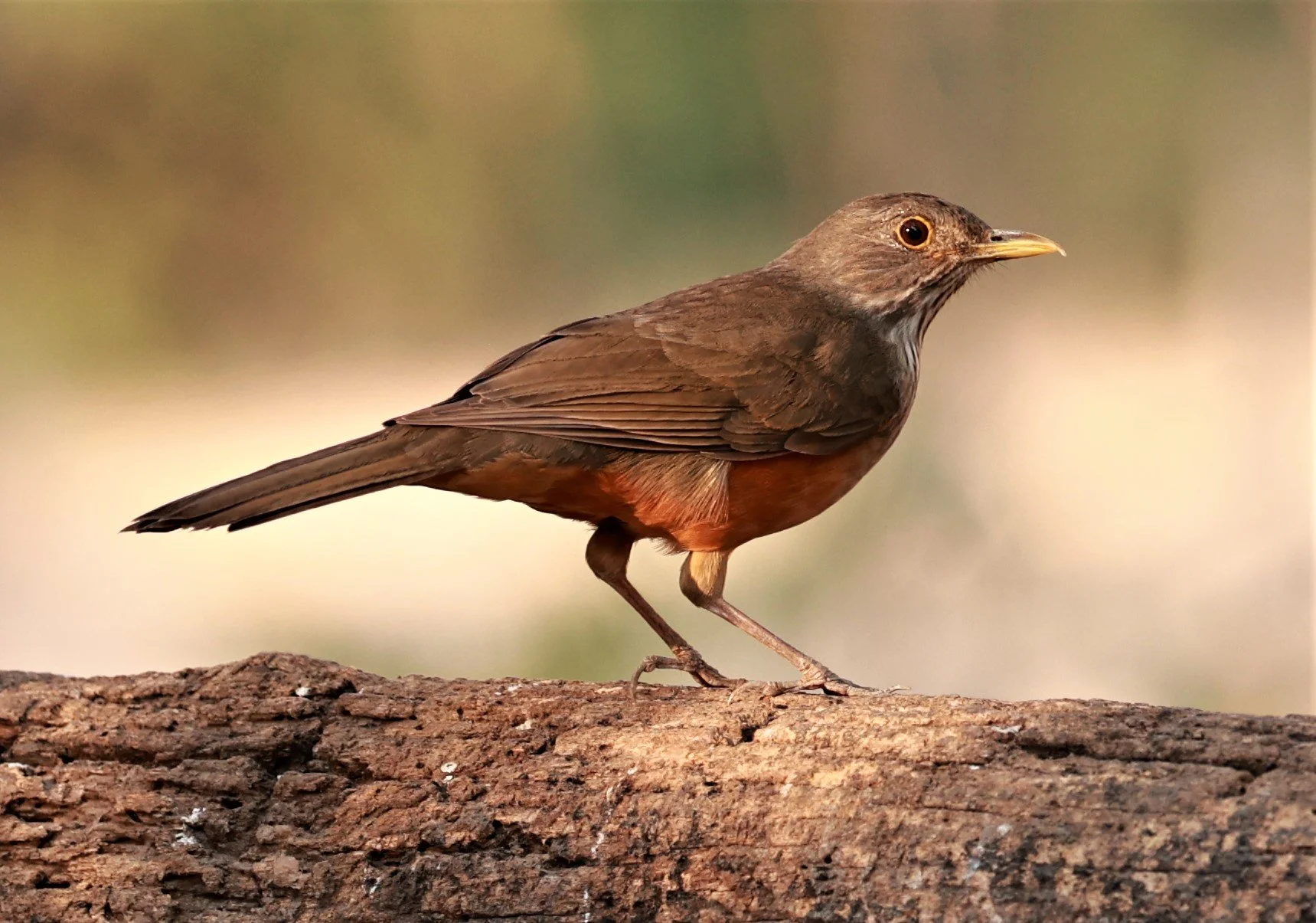 Rufous-bellied Thrush (Turdus rufiventris) Porto Alegre Lodge, Pantanal (8).JPG