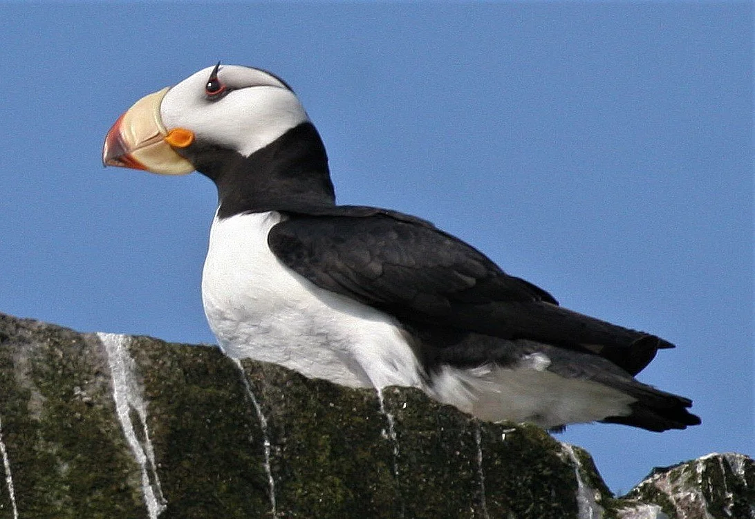 Fratercula corniculata - HORNED PUFFIN - COMMANDERS aa1 (1).jpg