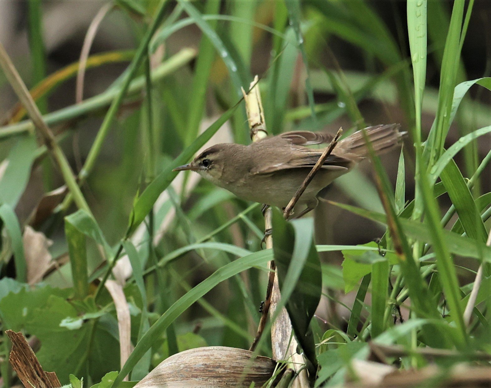 WARBLER - BLACK-BROWED REED WARBLER - Acrocephalus histrigiceps - PAK PHAYUN DISTRICT, PATTHALUNG APRIL 2022 (9).jpg