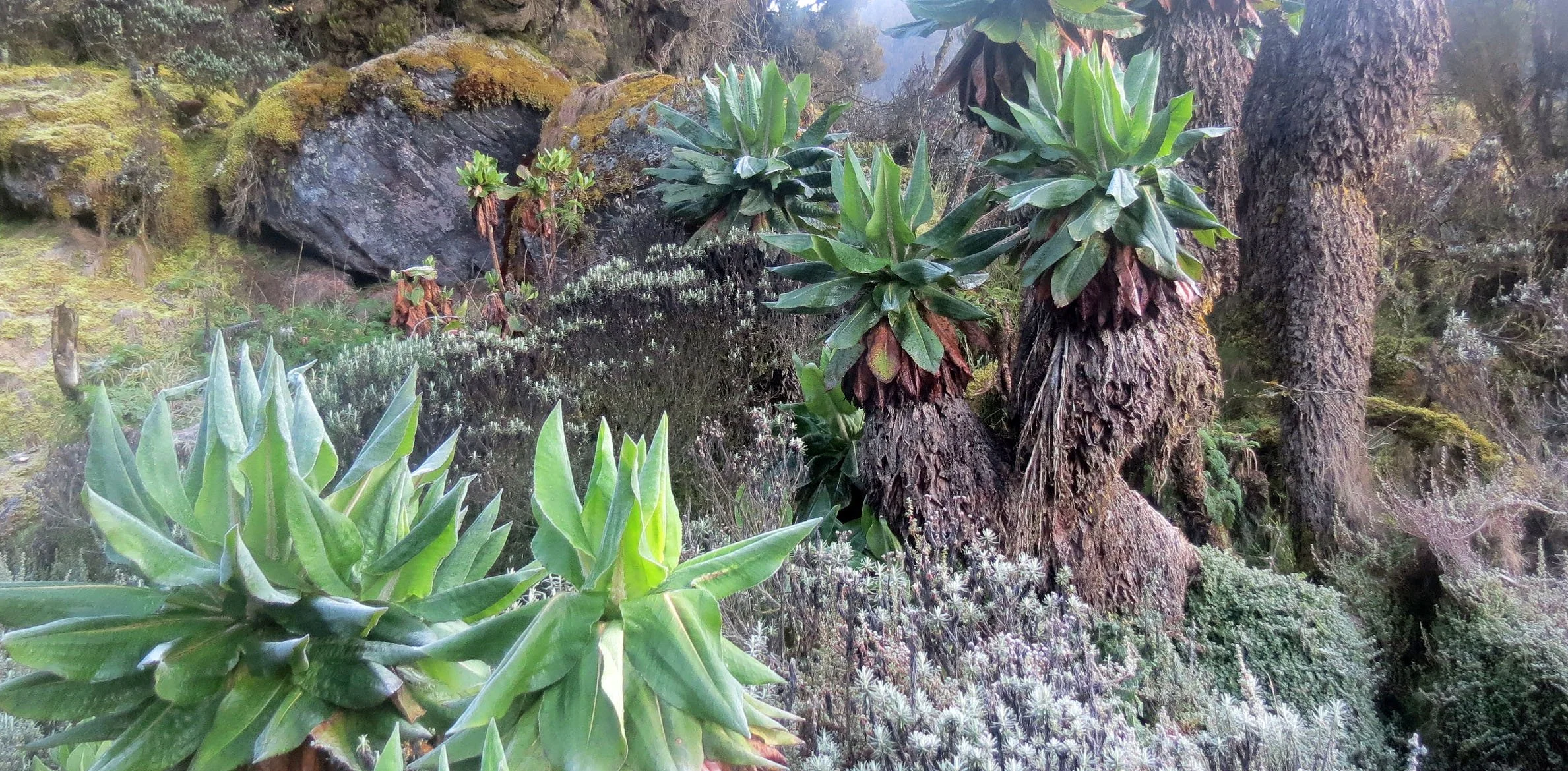 RWENZORI NATIONAL PARK UGANDA (211).JPG