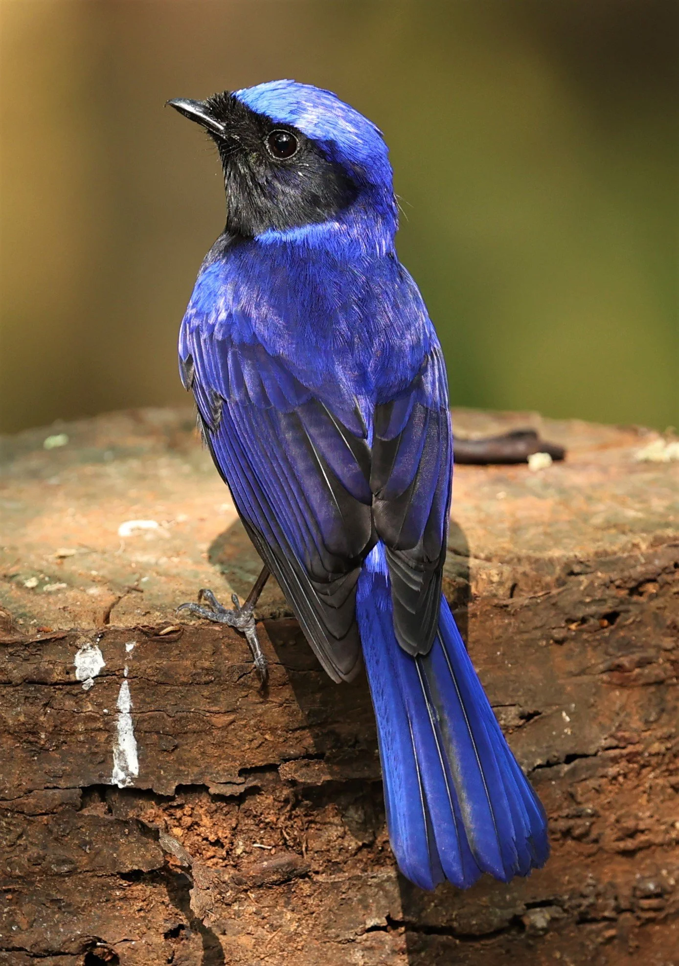 NILTAVA - LARGE NILTAVA - Niltava grandis - DOI DOI ANG KHANG CHIANG MAI FEB 2022 (34).jpg