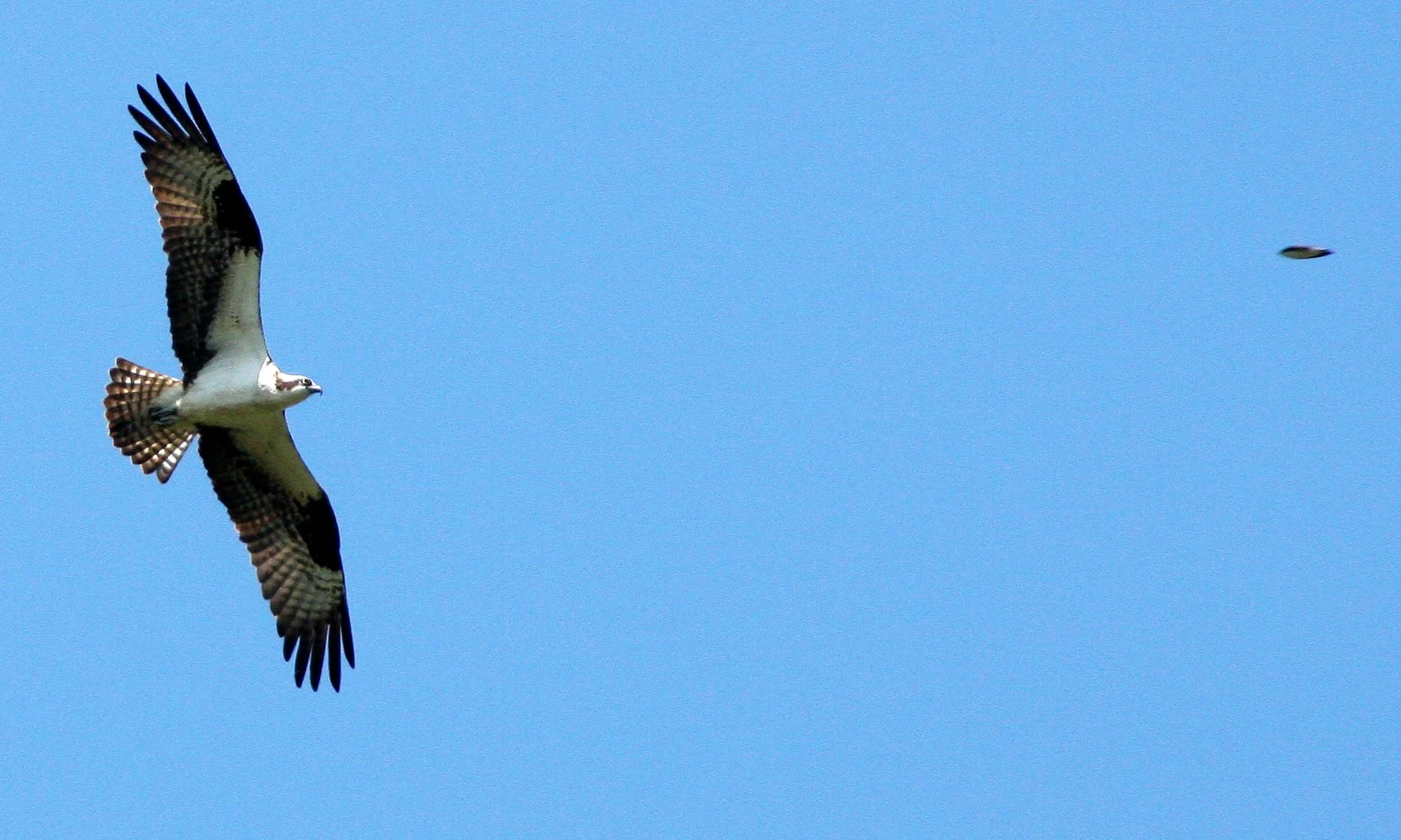 Pandion haliaetus - OSPREY - RIDGEFIELD NWR WA (17).JPG