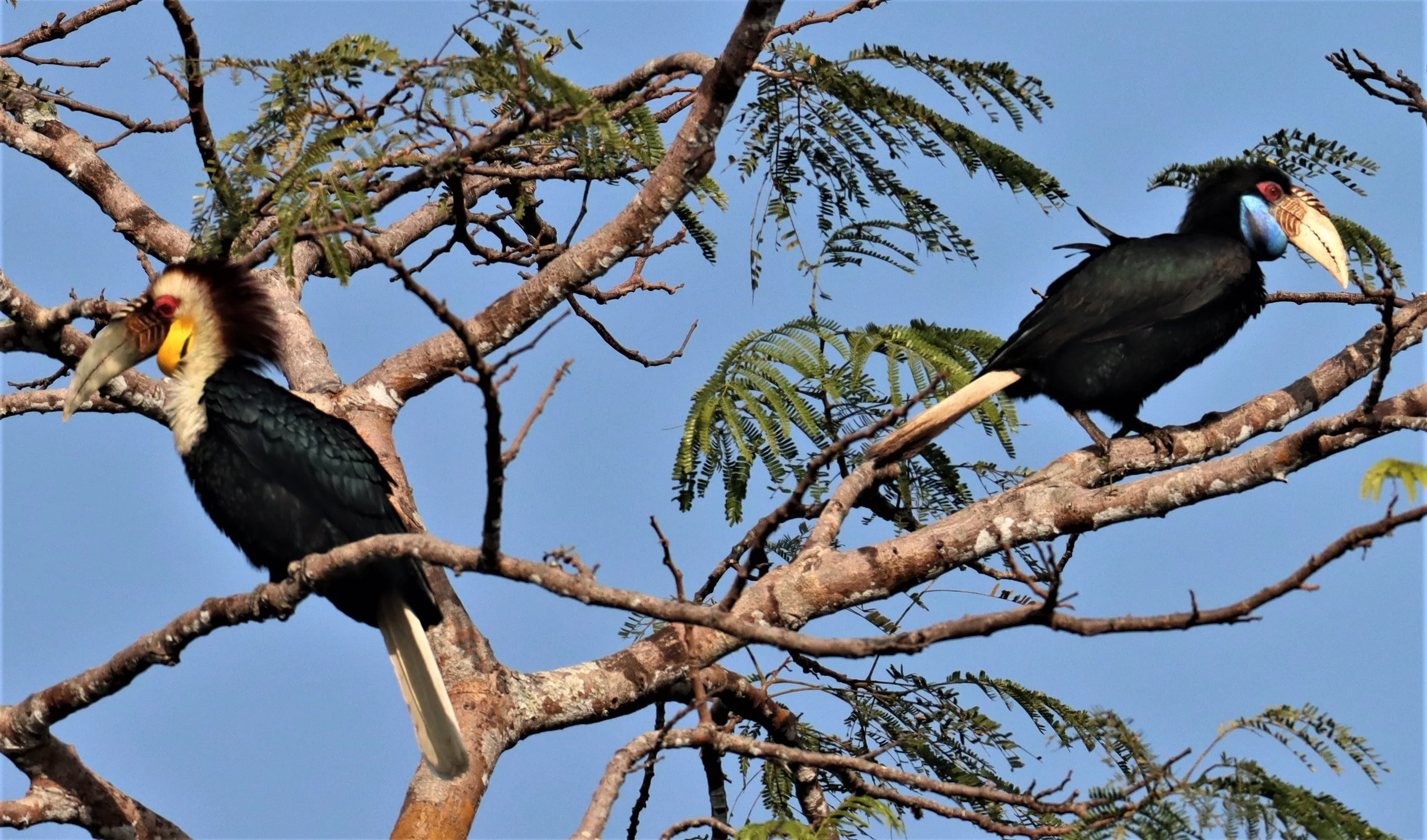 Wreathed Hornbill (Rhyticeros undulatus)