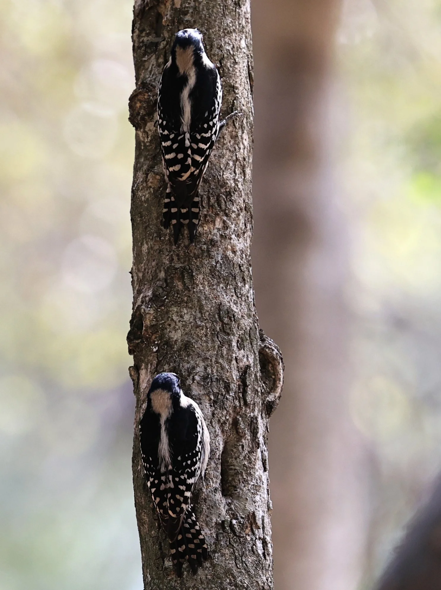White-fronted Woodpecker (Melanerpes cactorum) Hotel Campestre Iparoma Paraguay (26).jpg