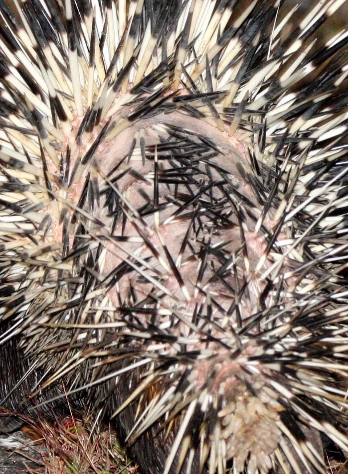  When threatened, they puff up their quills, rattle their tail to make a warning sound, and may charge backwards into an attacker to stab them with their quills. 