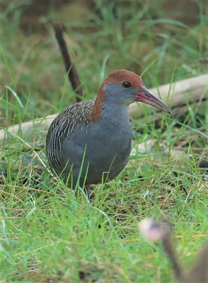 Slaty-breasted Rail (Gallirallus striatus) Khao Sam Roi Yod Wetlands 