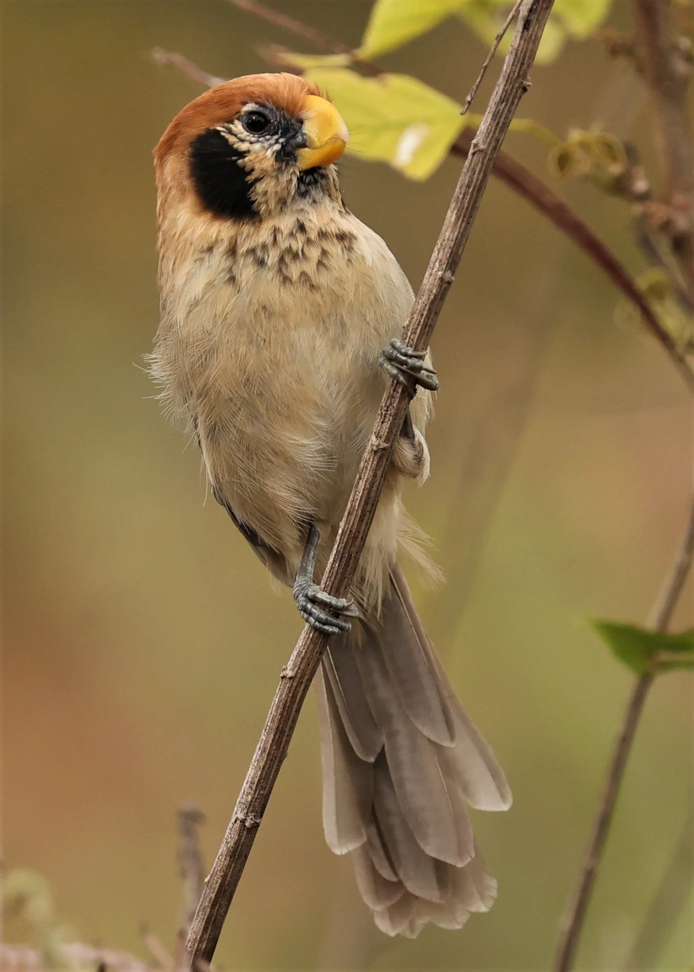 PARROTBILL - SPOT-BREASTED PARROTBILL - Paradoxornis guttaticollis - DOI LANG WEST, DOI PHA HOM POK NP, CHIANG MAI DEC 2021 (1).jpg