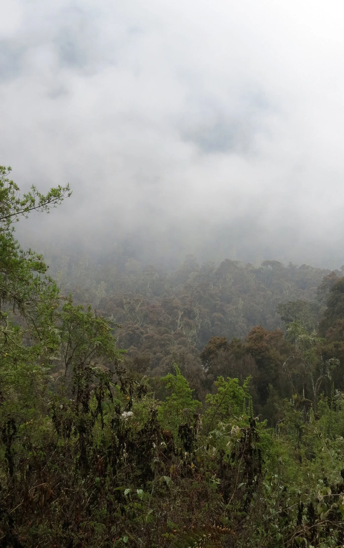 RWENZORI NATIONAL PARK UGANDA (134).JPG