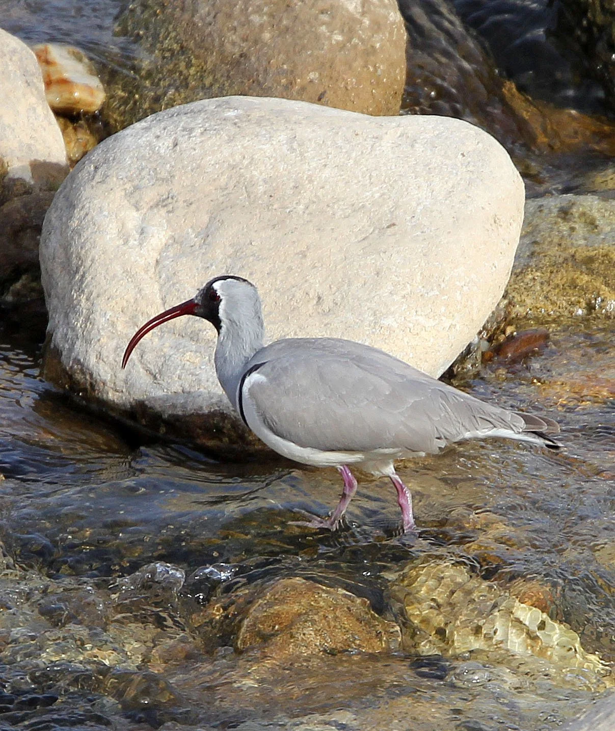 BIRD - IBISBILL - FOPING CITY, SHAANXI CHINA (41).JPG