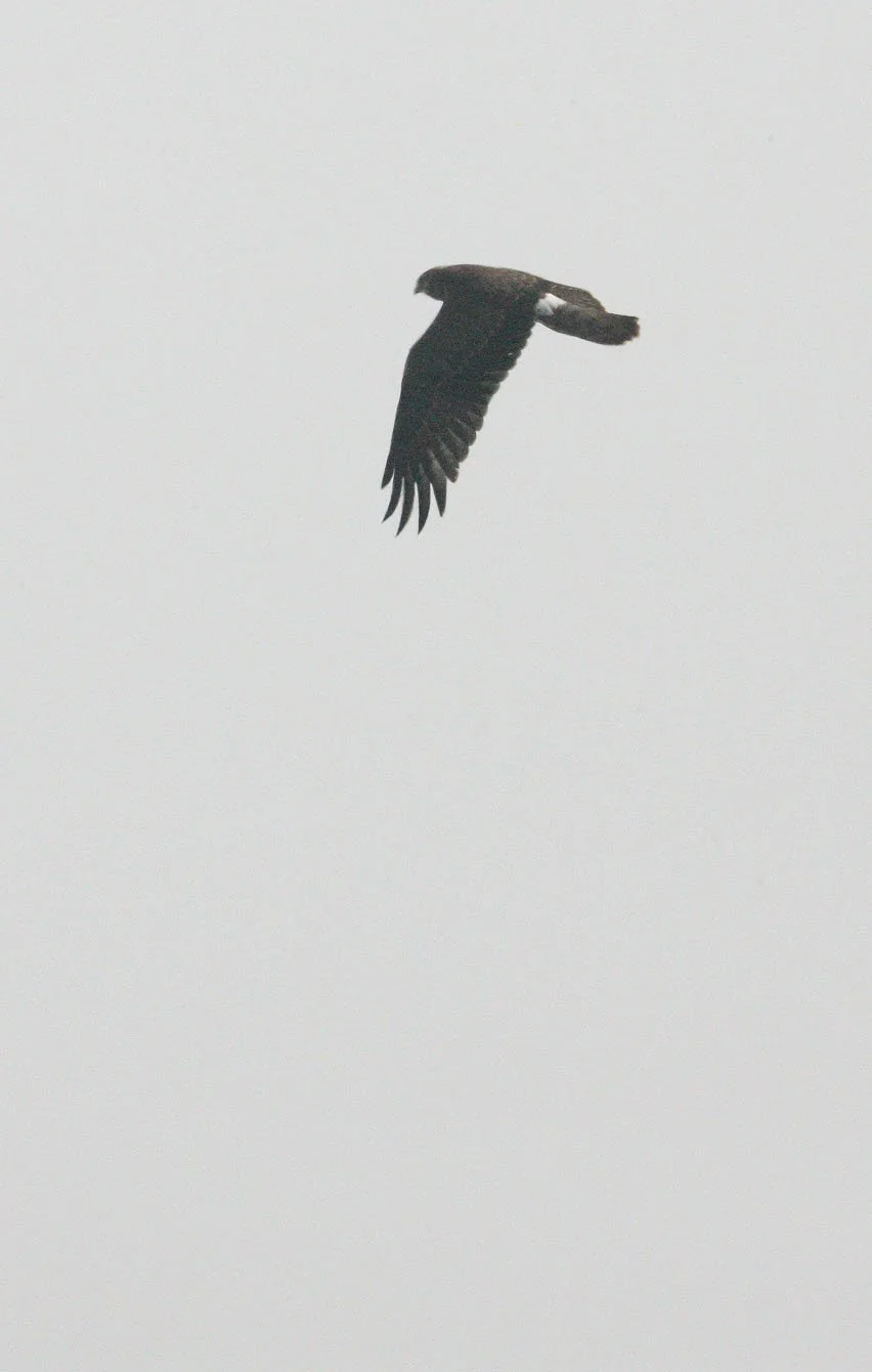 Circus spilonotus - EASTERN MARSH HARRIER -  NANKOU, RUDONG, CHINA (13).JPG