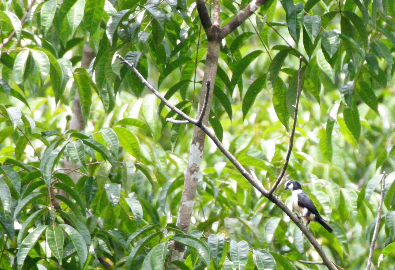 Microhierax latifrons - WHITE-FRONTED FALCONET - DANUM VALLEY BORNEO  (4).JPG