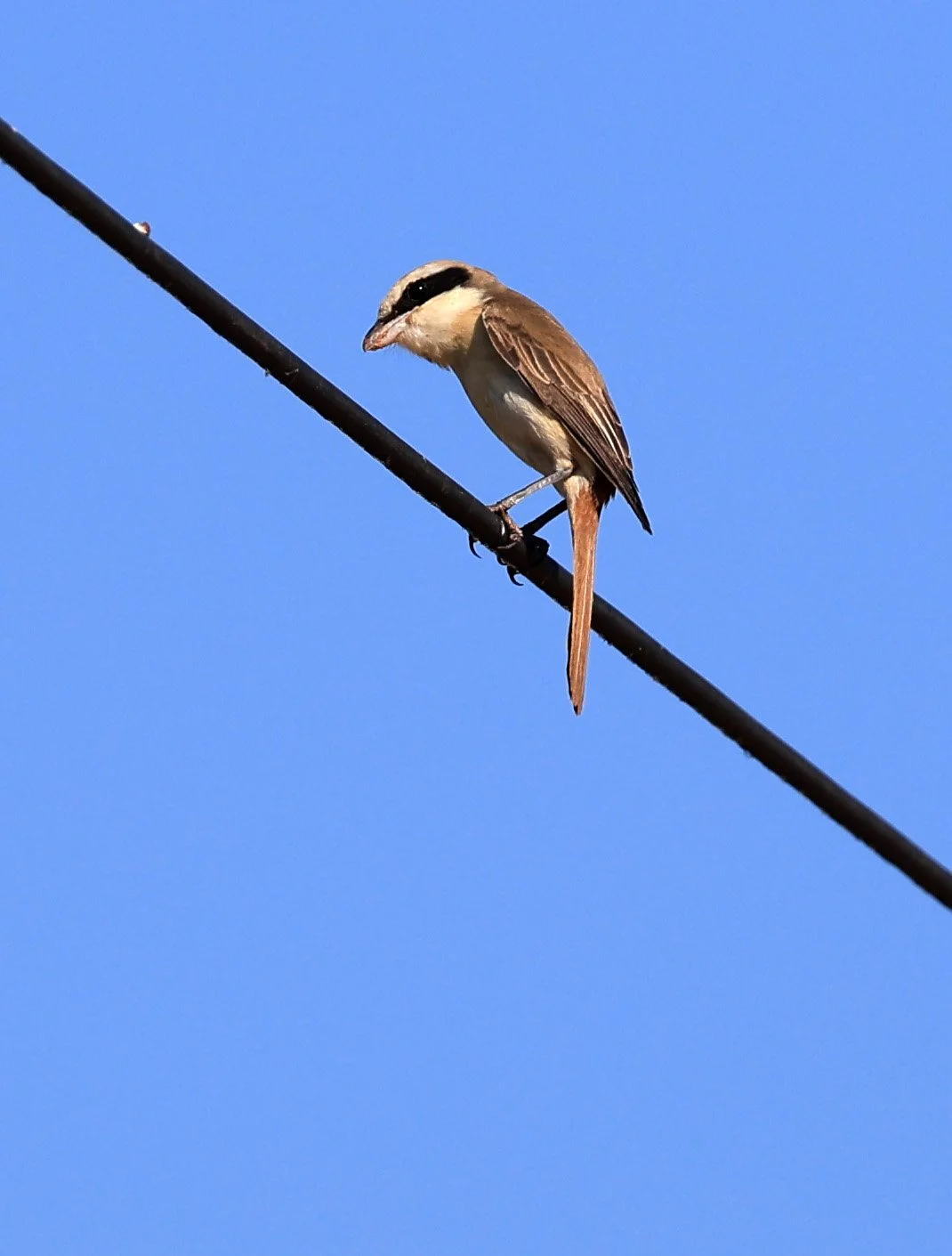 Brown Shrike (Lanius cristatus) Phu Wiang Dinosaur Museum Khon Kaen Province (5).jpg