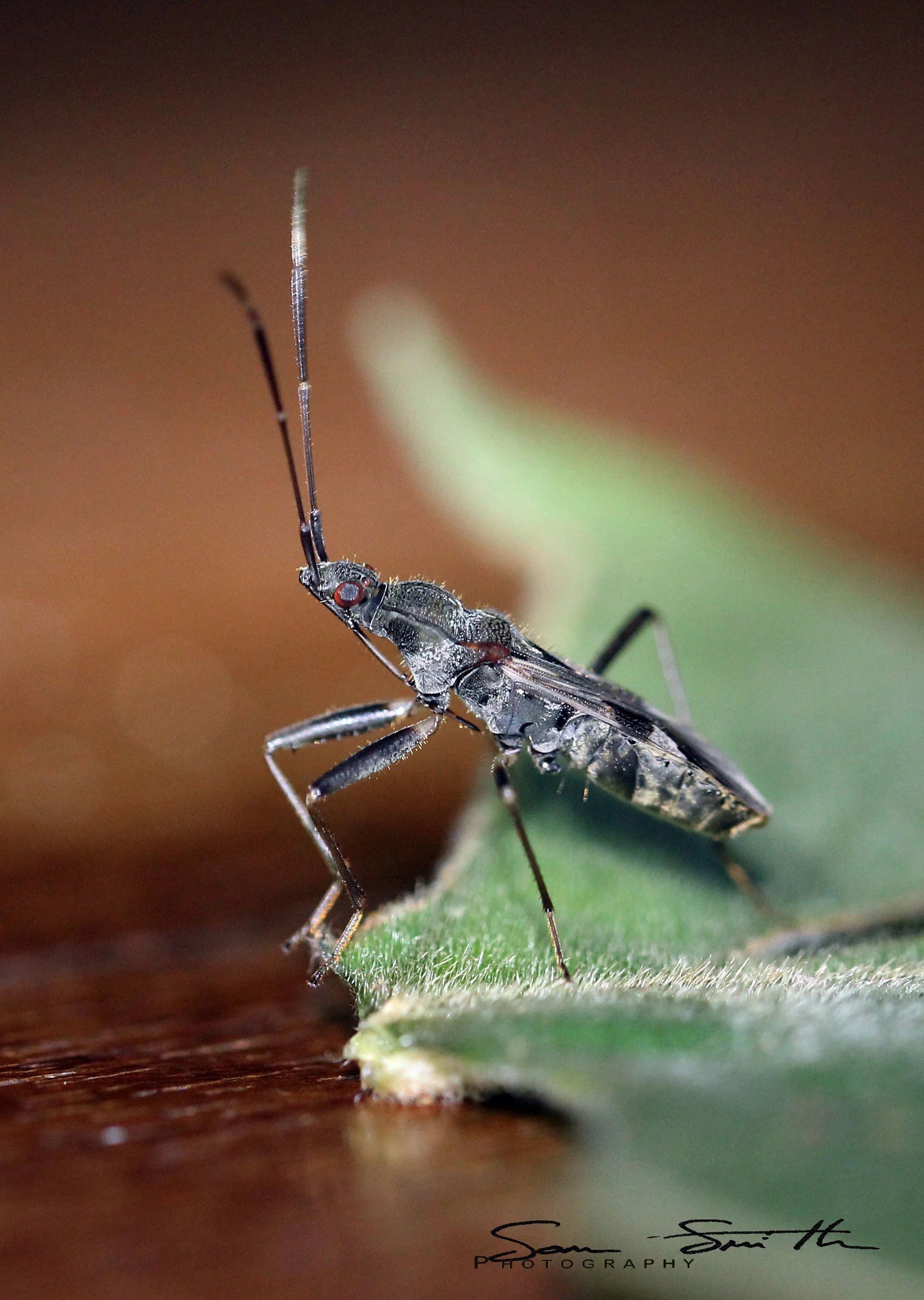 Metochus species - Koh Lanta, Thailand (3).JPG