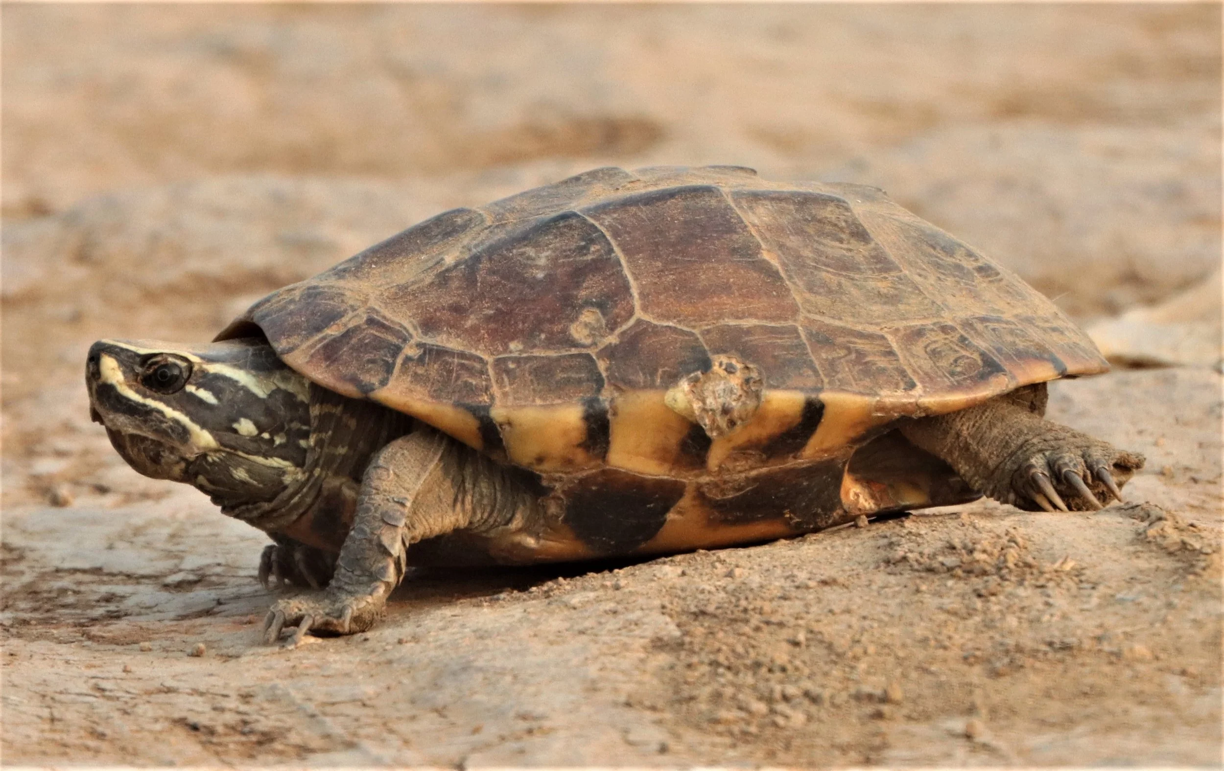Malayemys khoratensis - KORAT SNAIL-EATED TURTLE - BUENG BORAPHET (2).jpg