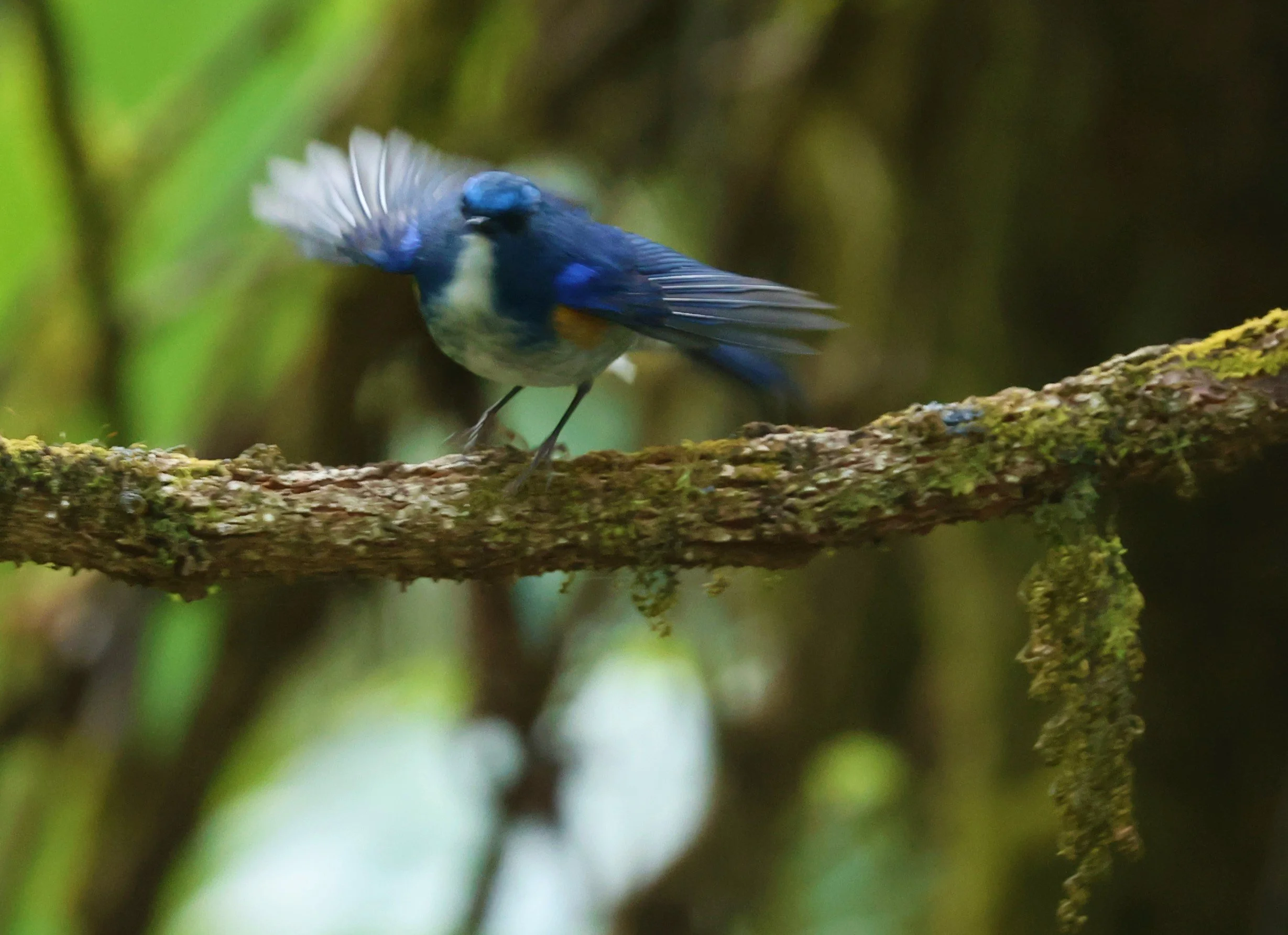 BLUETAIL - HIMALAYAN BLUETAIL - Tarsiger rufilatus - DOI PHA HOM POK NP DOI LANG EAST FEB 2022 (35).jpg