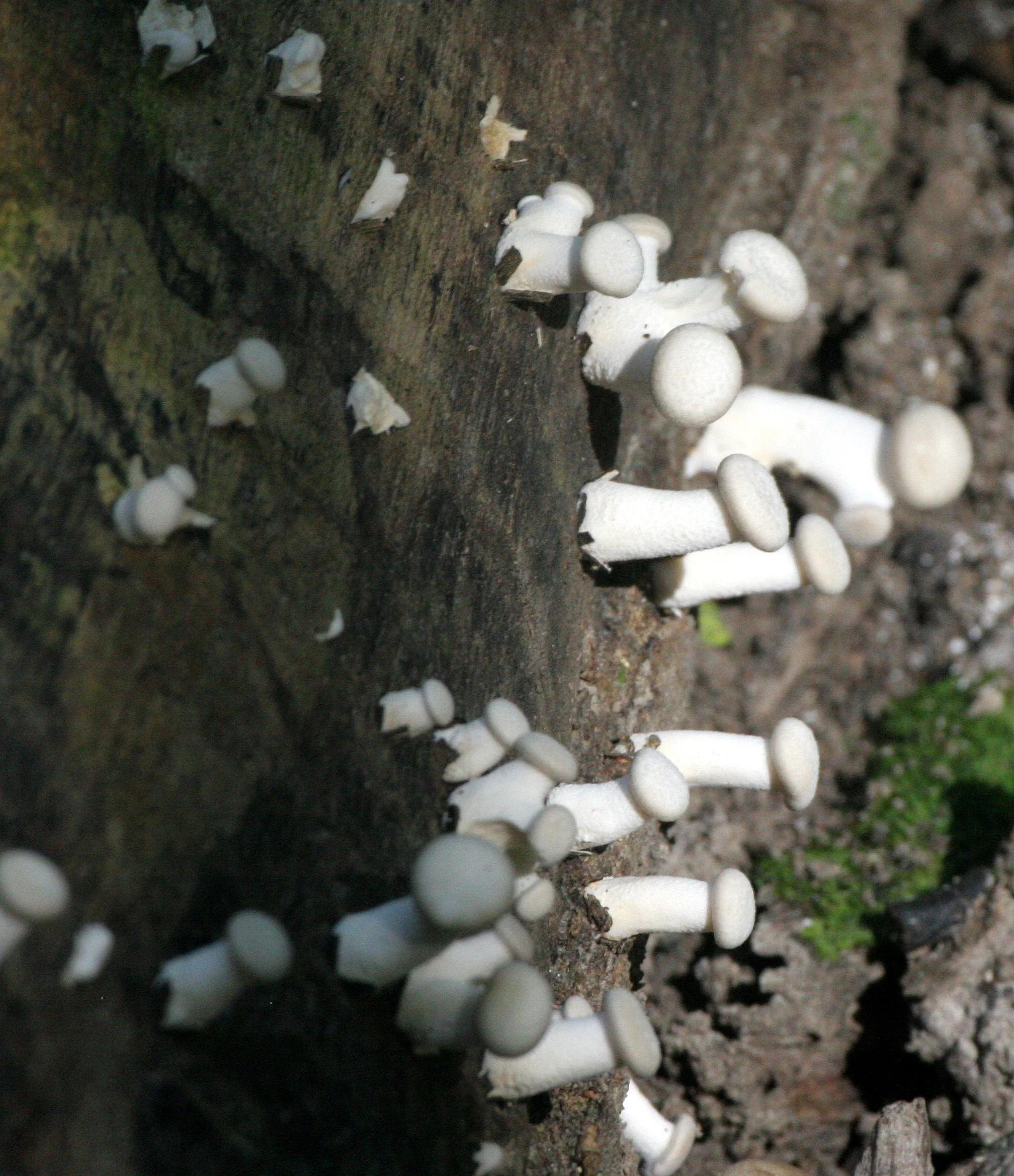 TABIN WILDLIFE RESERVE BORNEO - FUNGUS SPECIES (3).JPG