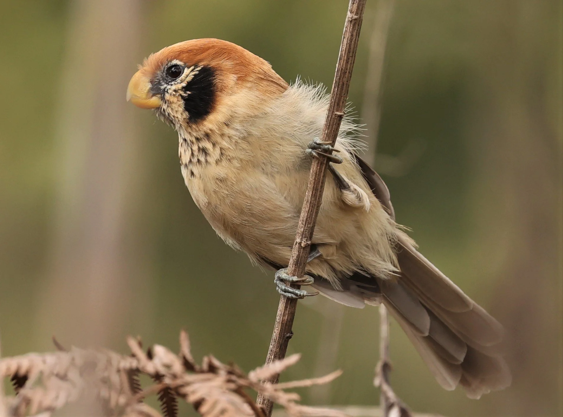 PARROTBILL - SPOT-BREASTED PARROTBILL - Paradoxornis guttaticollis - DOI LANG WEST, DOI PHA HOM POK NP, CHIANG MAI DEC 2021 (88).jpg