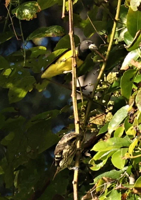 Spot-winged Grosbeak (Mycerobas melanozanthos) Fang Hotsprings Chiang Mai Thailand (16).JPG