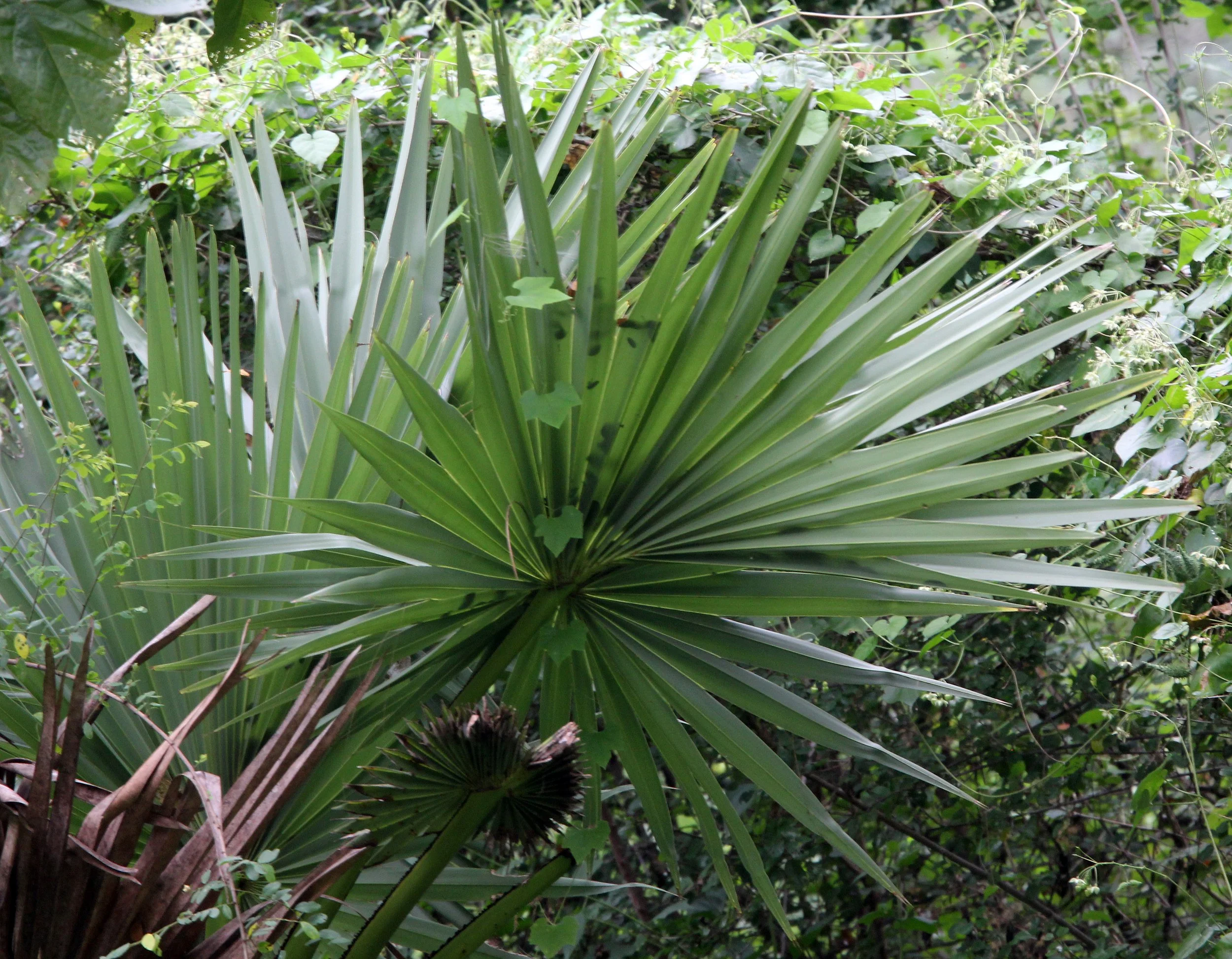 SIRIGIYA FOREST SRI LANKA (6).JPG