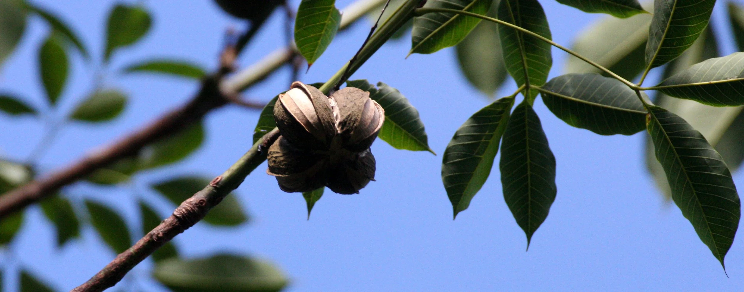 KOH LANTA - 2008 - RUBBER TREES ON PROPERTY .JPG