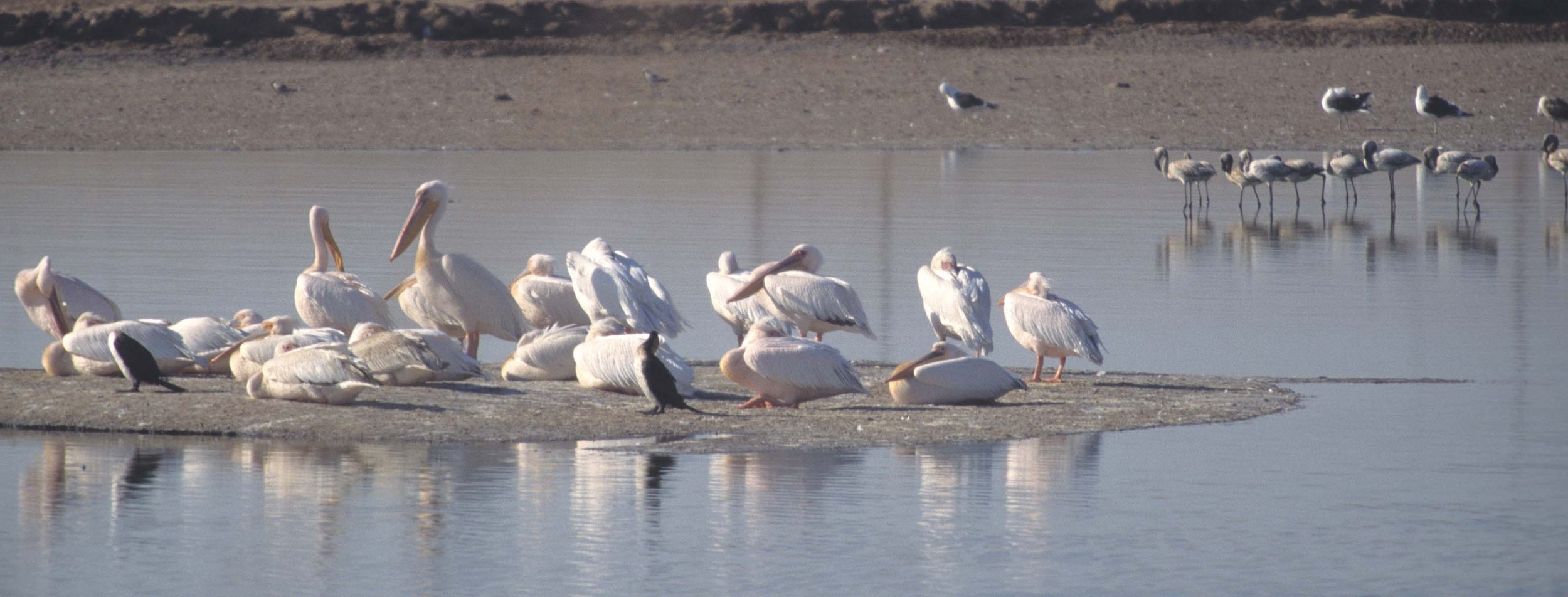 BIRDS - PELICAN - WHITE - NAMIBIA 3.jpg