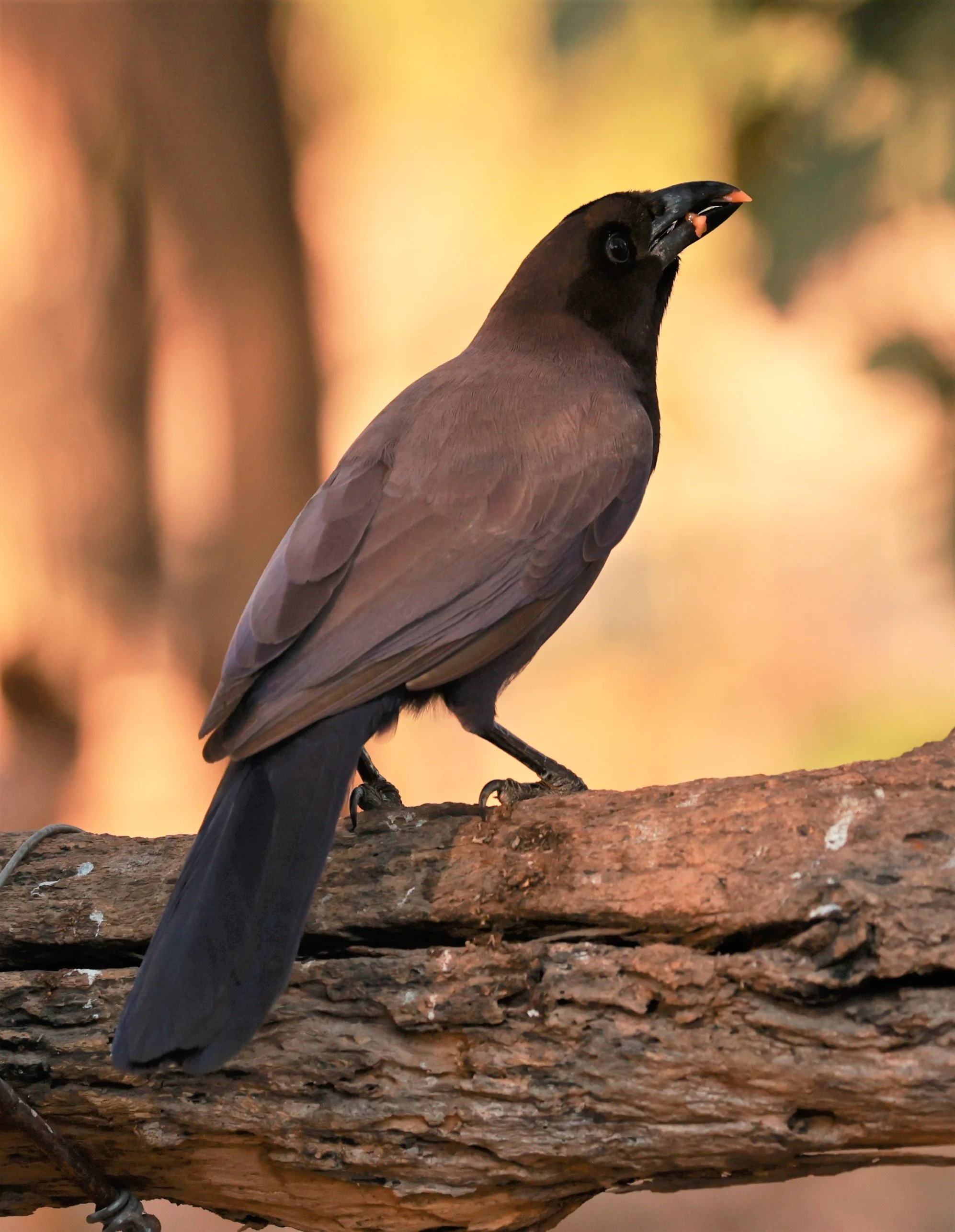 Jay - Purplish Jay - Cyanocorax cyanomelas - Porto Alegre Lodge, Pantanal (8).JPG
