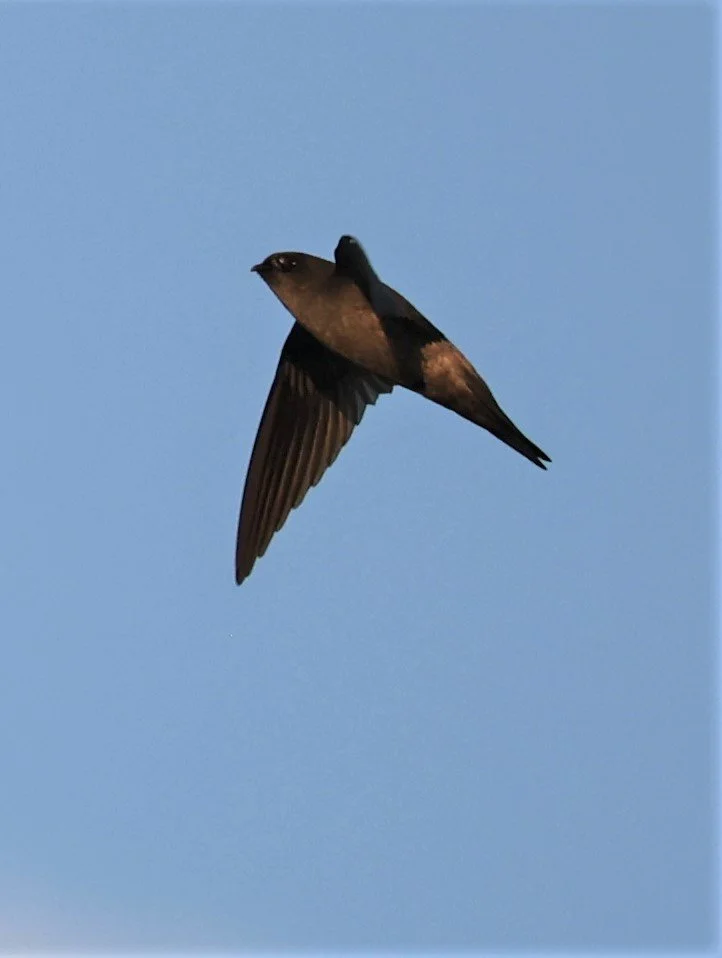 Himalayan Swiftlet (Aerodramus brevirostris) Doi Ang Khang Chiang Mai (2).jpg